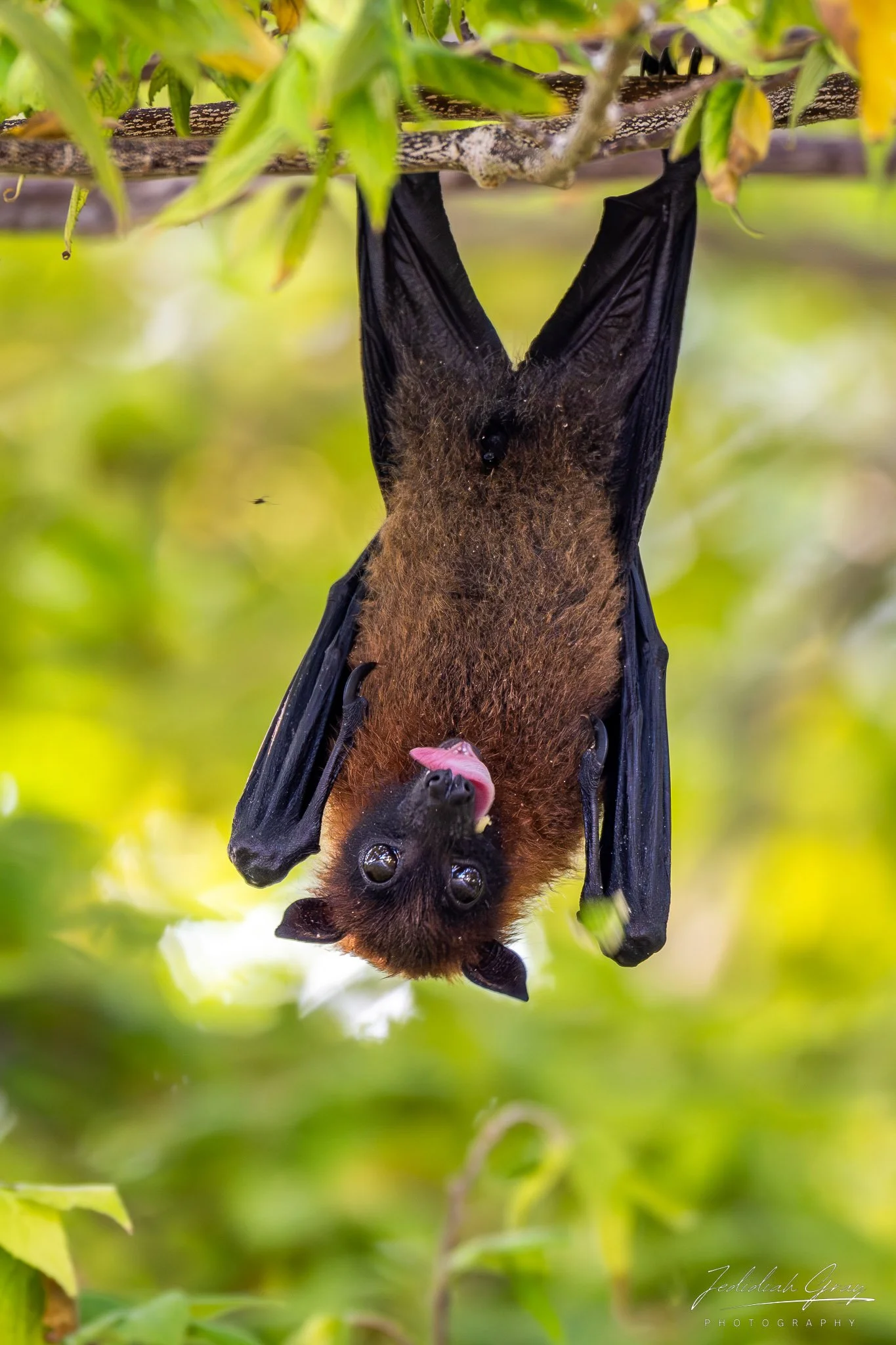 jedidiah-gray_maldives-indian-flying-fox_01.jpg
