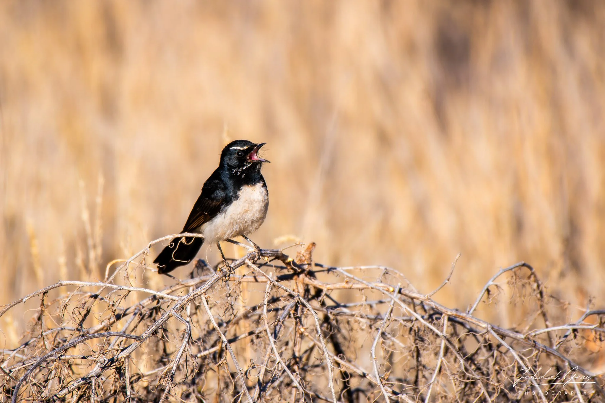 Willie-wagtail, Northern Territory, Australia