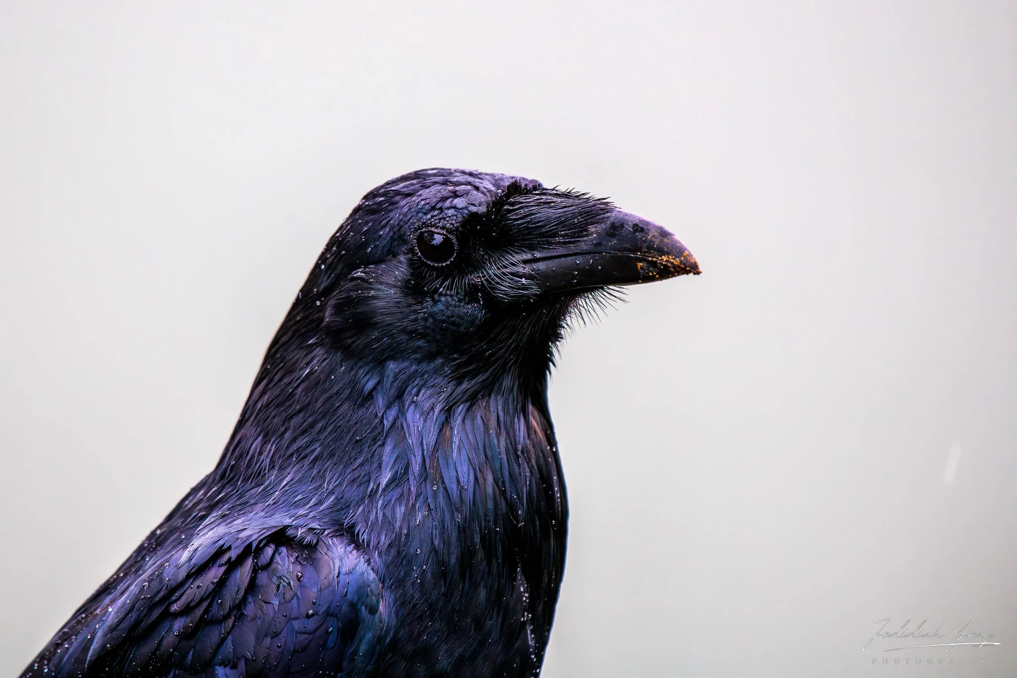 jedidiah-gray_california-common-raven_01.jpg