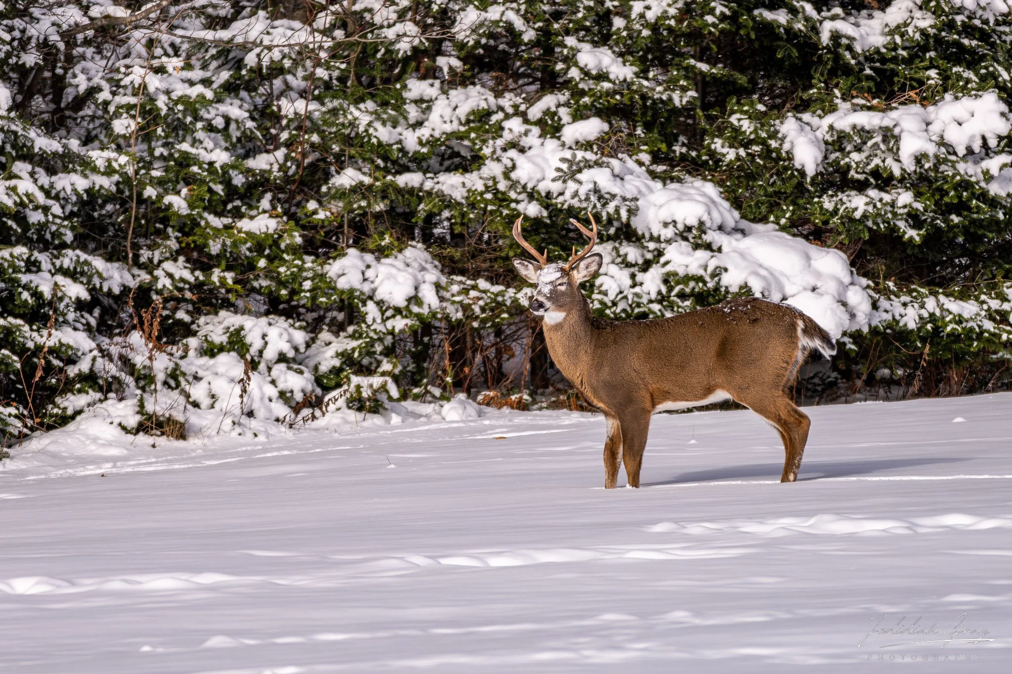 jedidiah-gray_vermont-deer-winter_01.jpg