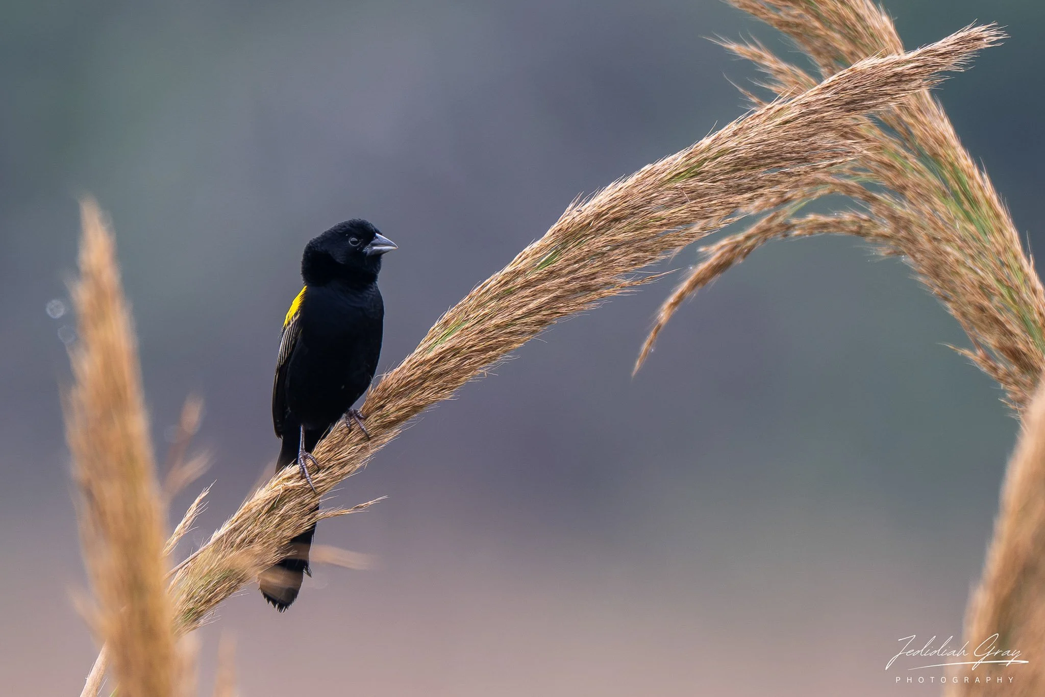 Yellow-mantled Widowbird