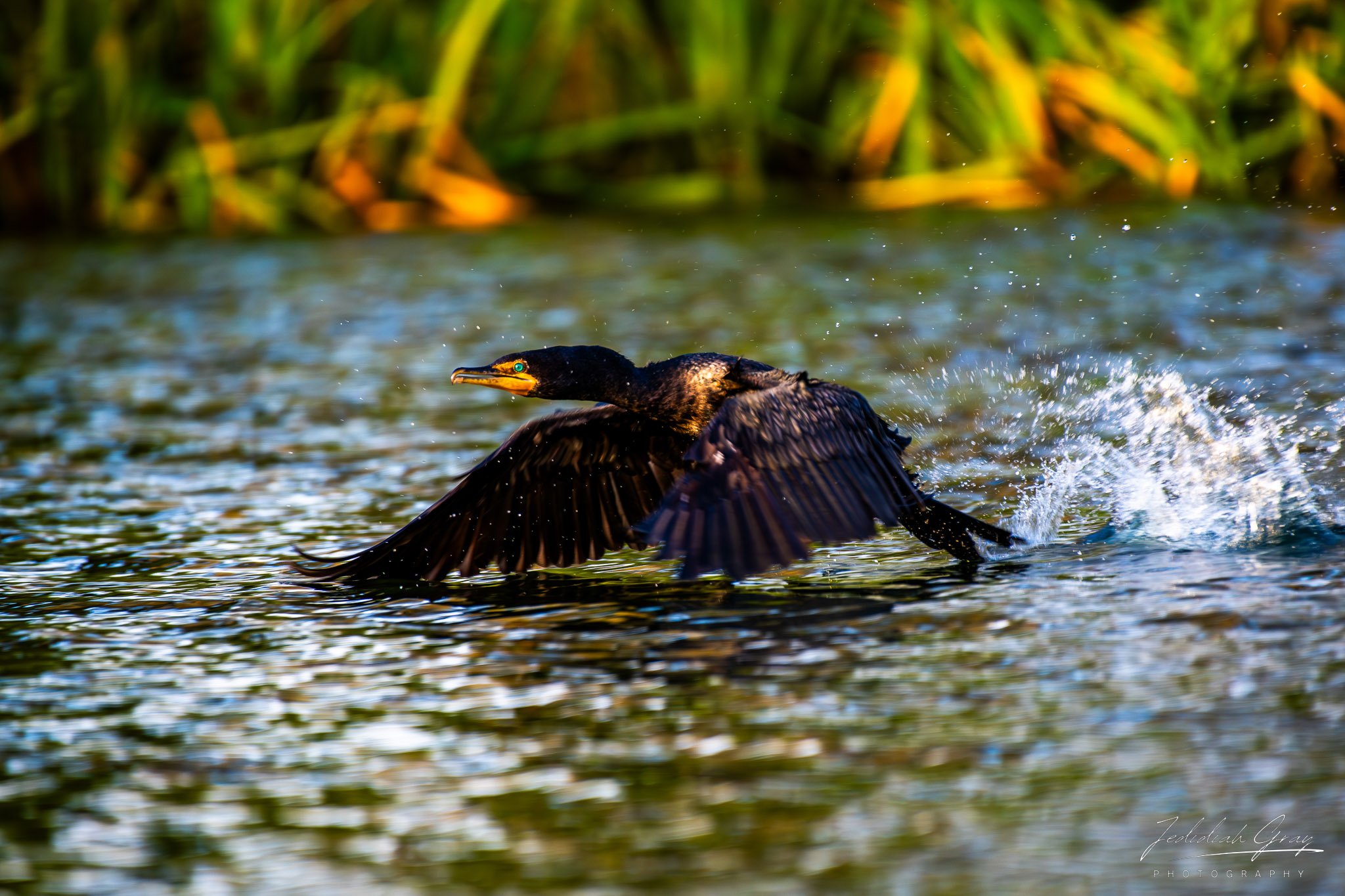 jedidiah-gray_california-double-crested-cormorant_01.jpg