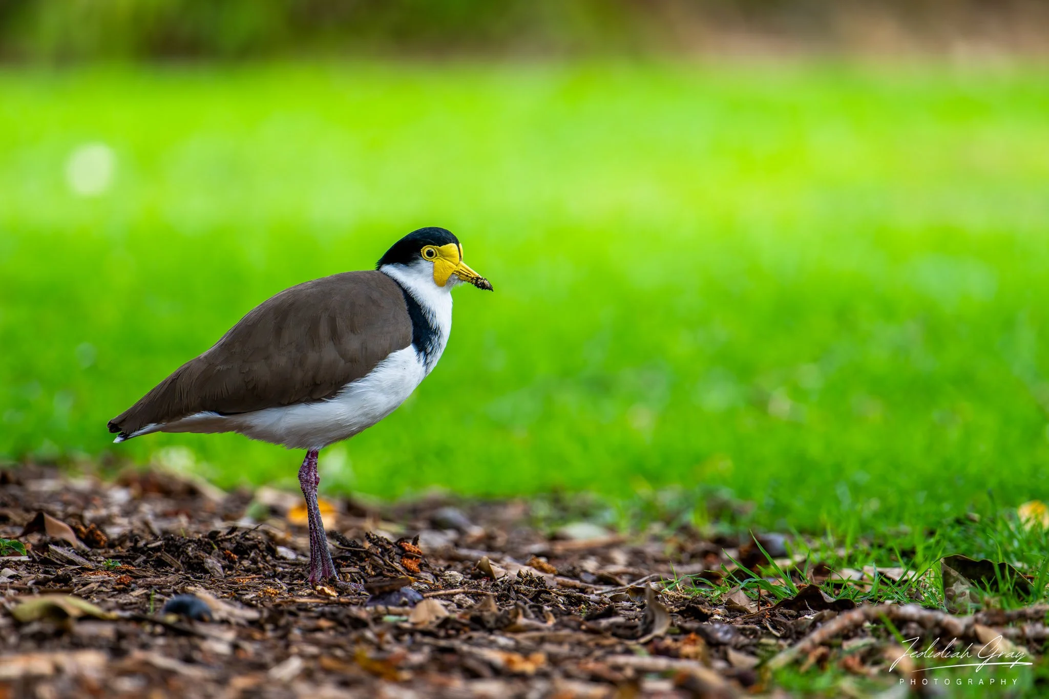 Masked Lapwing, New South Wales, Australia