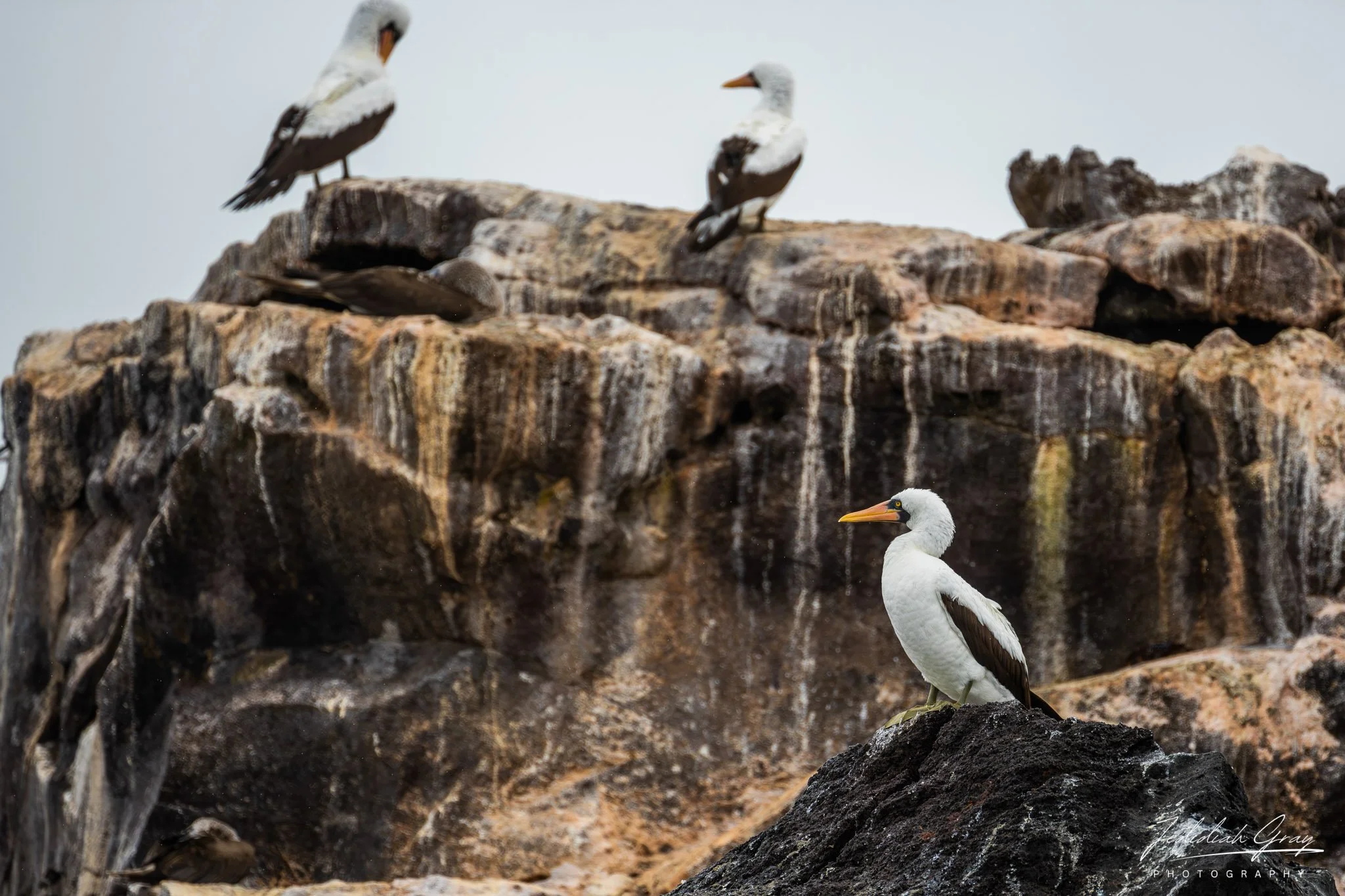 Nazca Booby, Galapagos, Ecuador