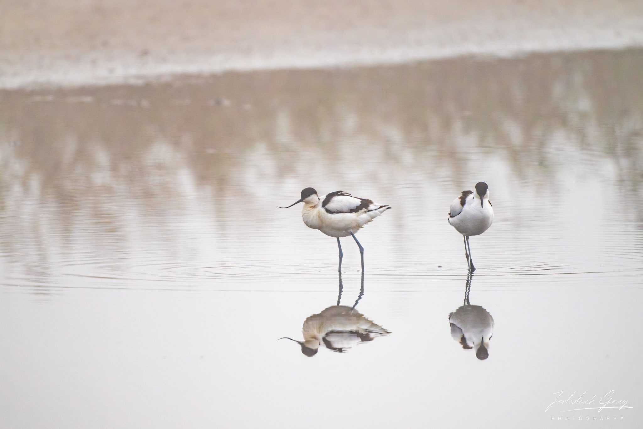 Pied Avocet, Portugal
