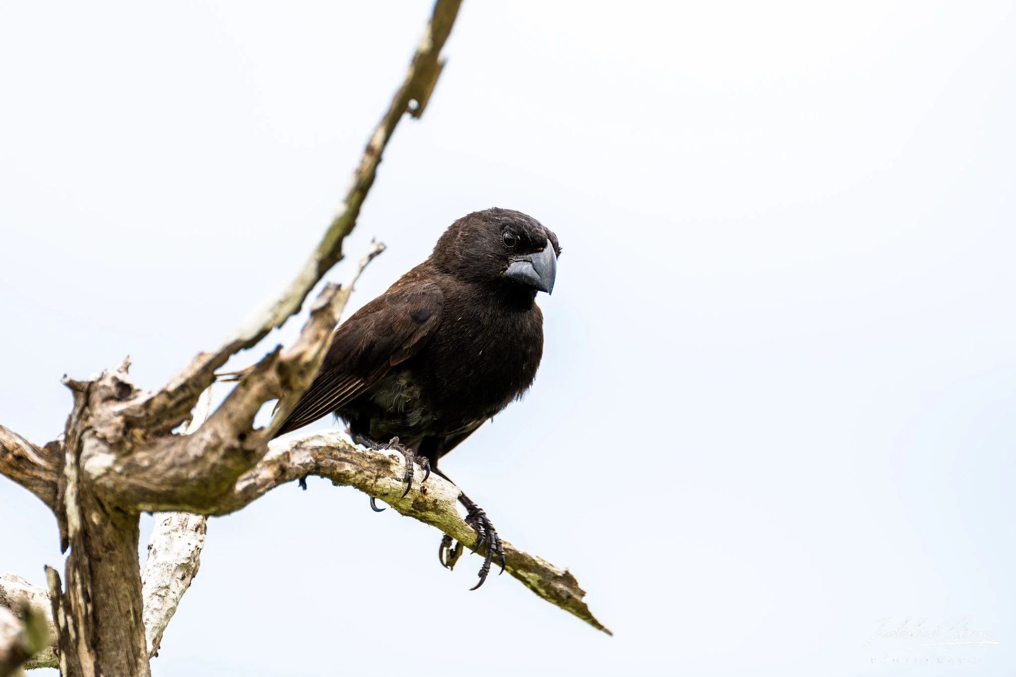 Large Ground-Finch, Galapagos, Ecuador