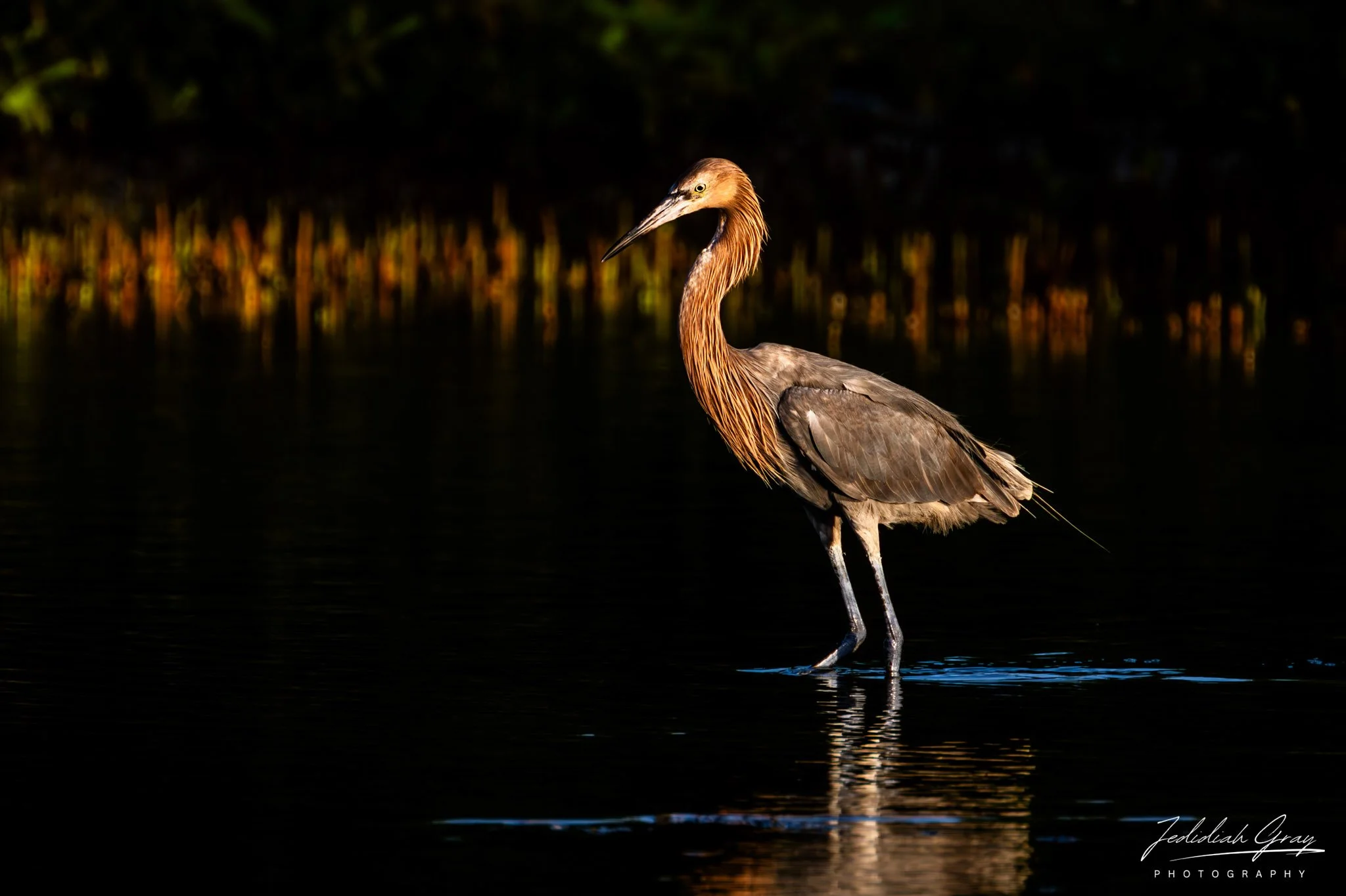 Reddish Egret, Bonaire