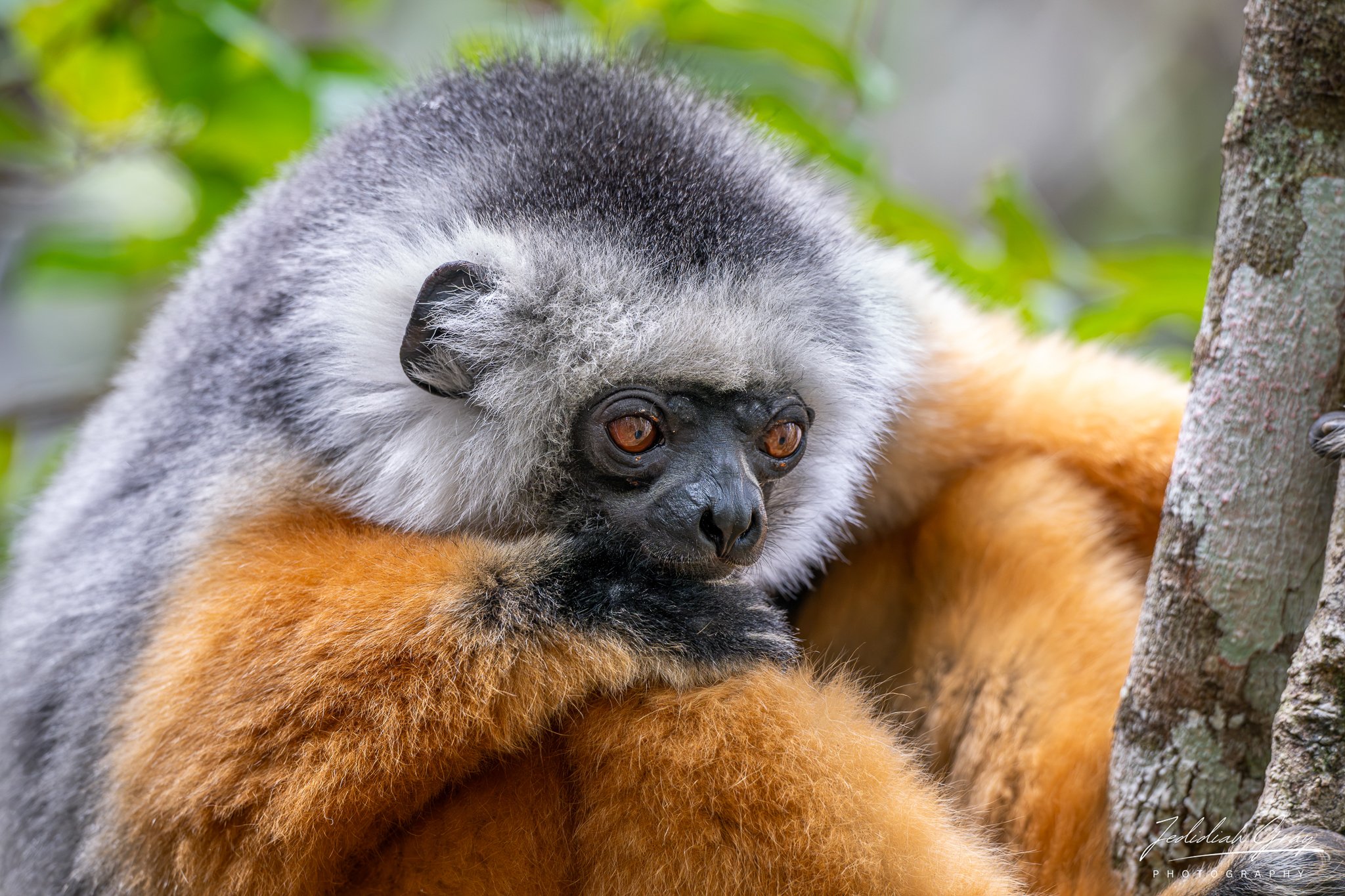 Sifaka lemur