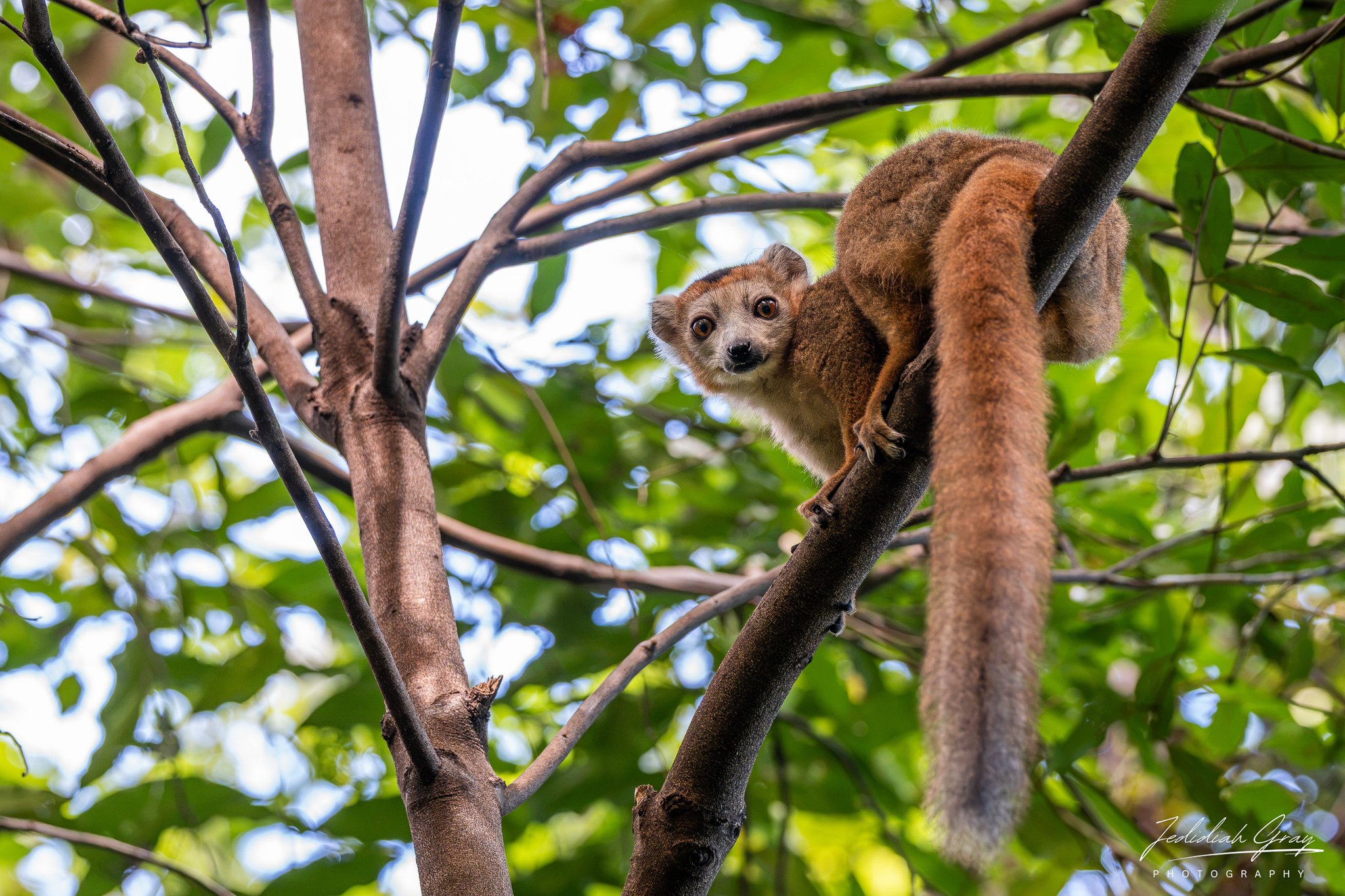 Female Crowned Lemur