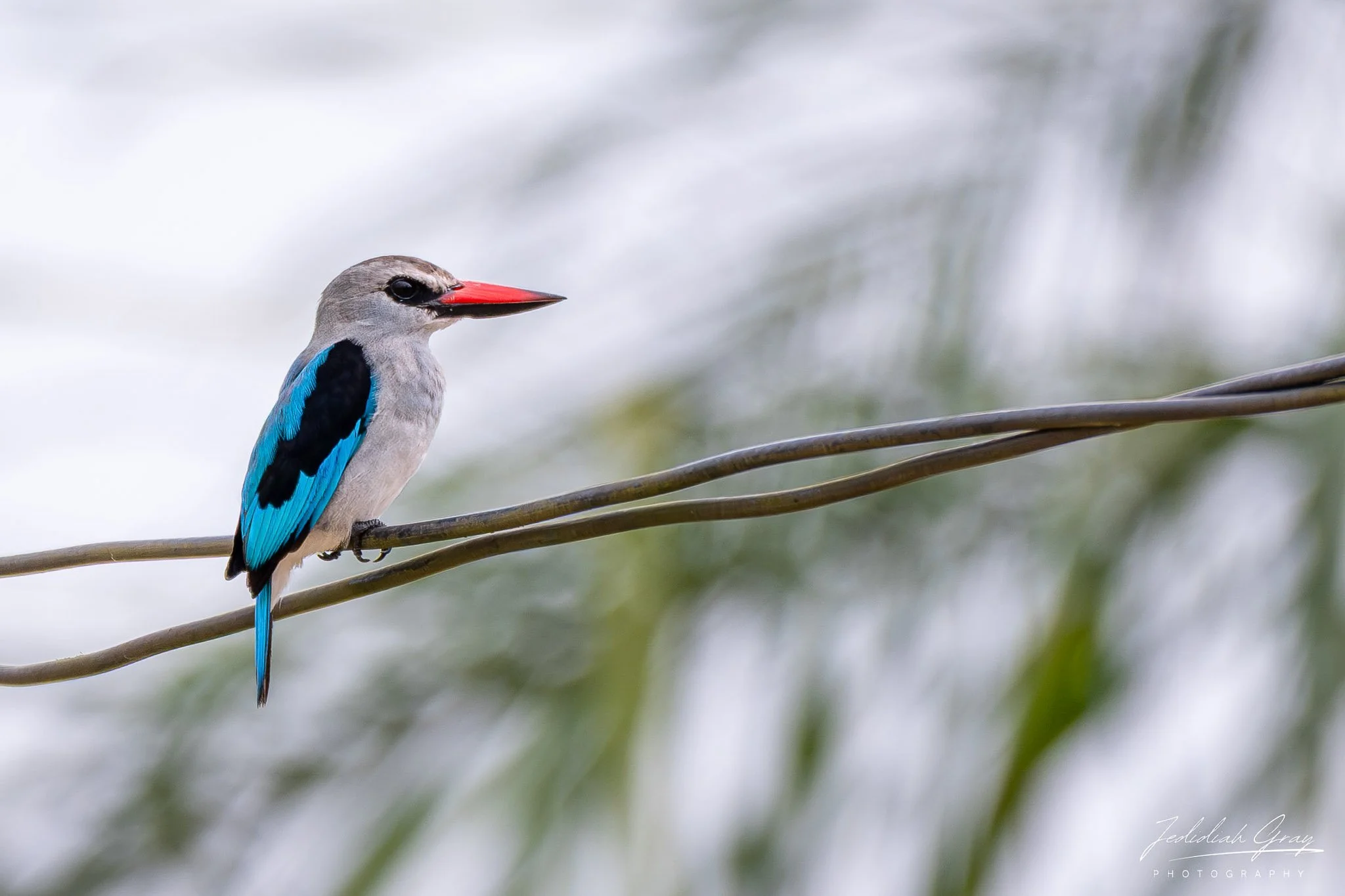 Woodland Kingfisher