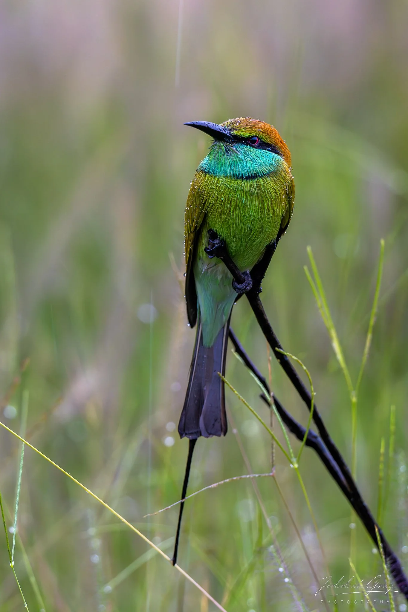 jedidiah-gray_sri-lanka-asian-green-bee-eater_01.jpg