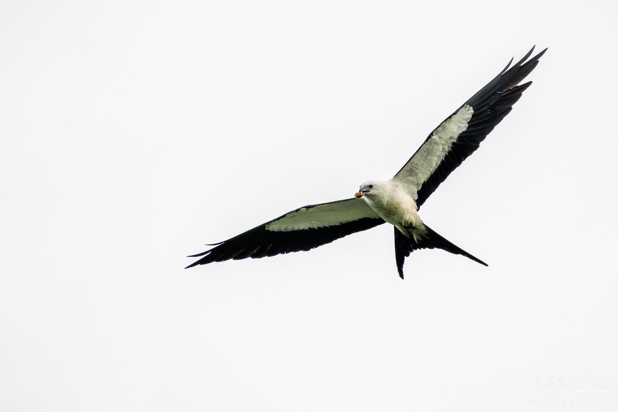 Swallow-tailed Kite, Ecuador