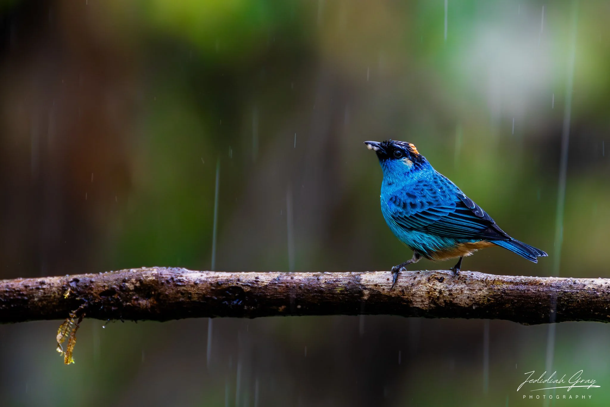 Golden-naped Tanager, Ecuador