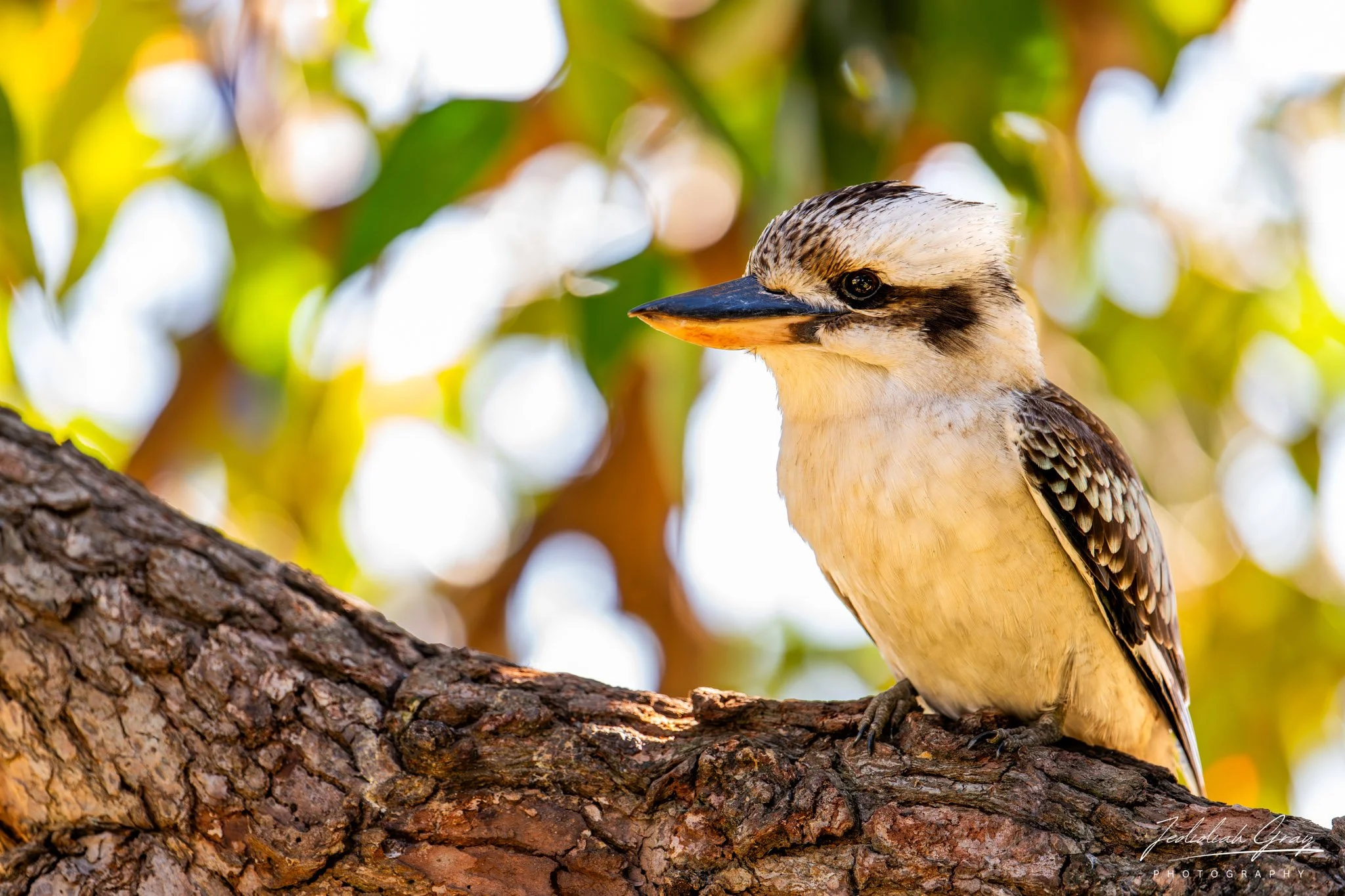 Laughing Kookaburra, Queensland, Australia