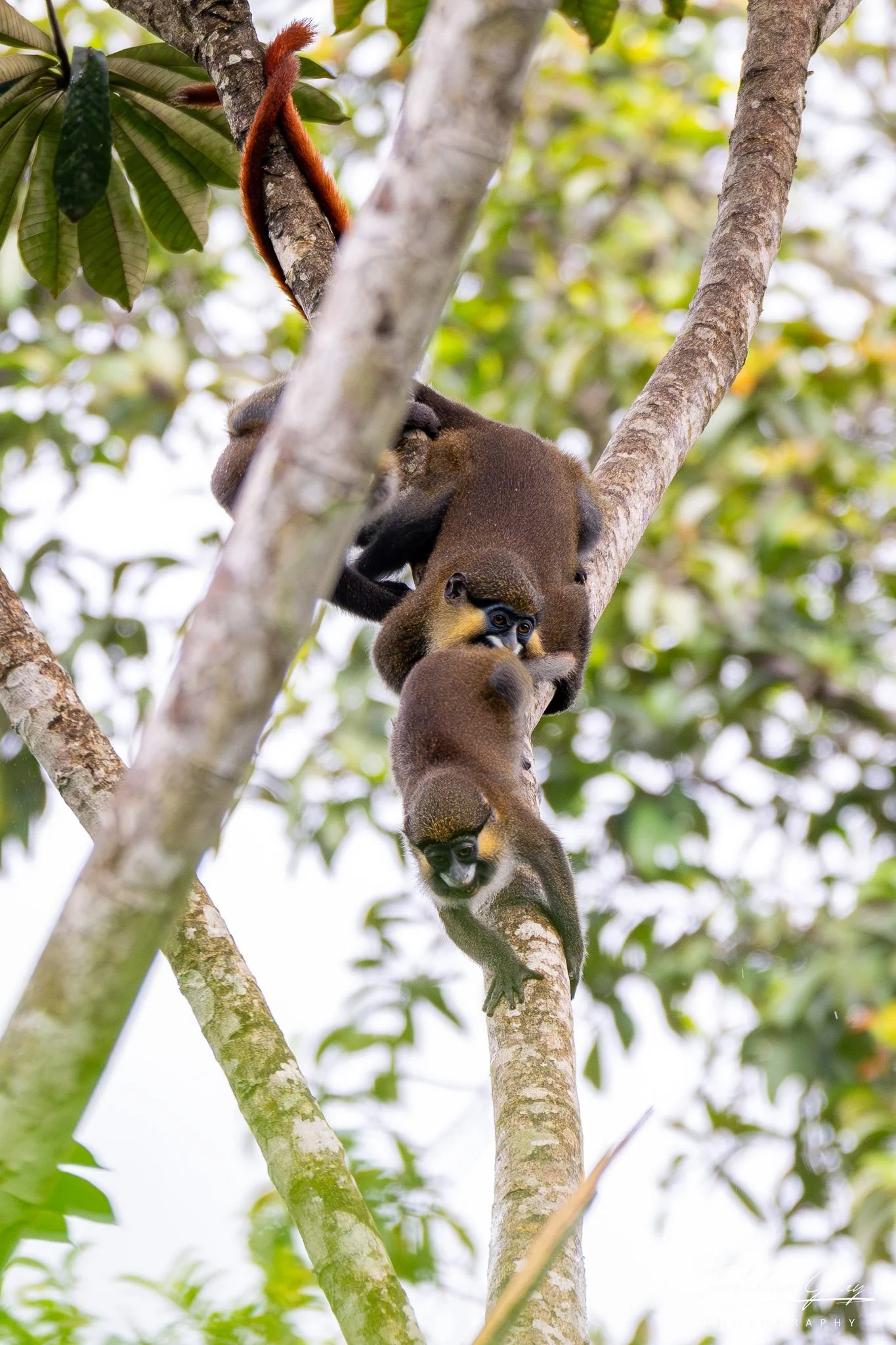 Moustached monkeys