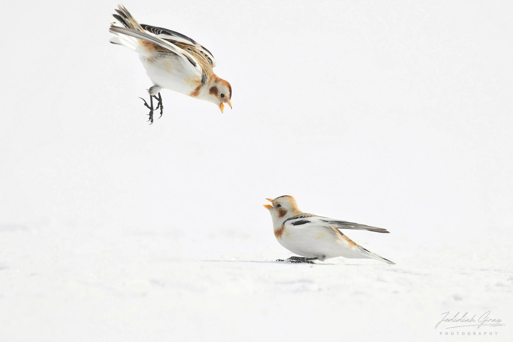 jedidiah-gray_vermont-snow-bunting-fight_02.jpg