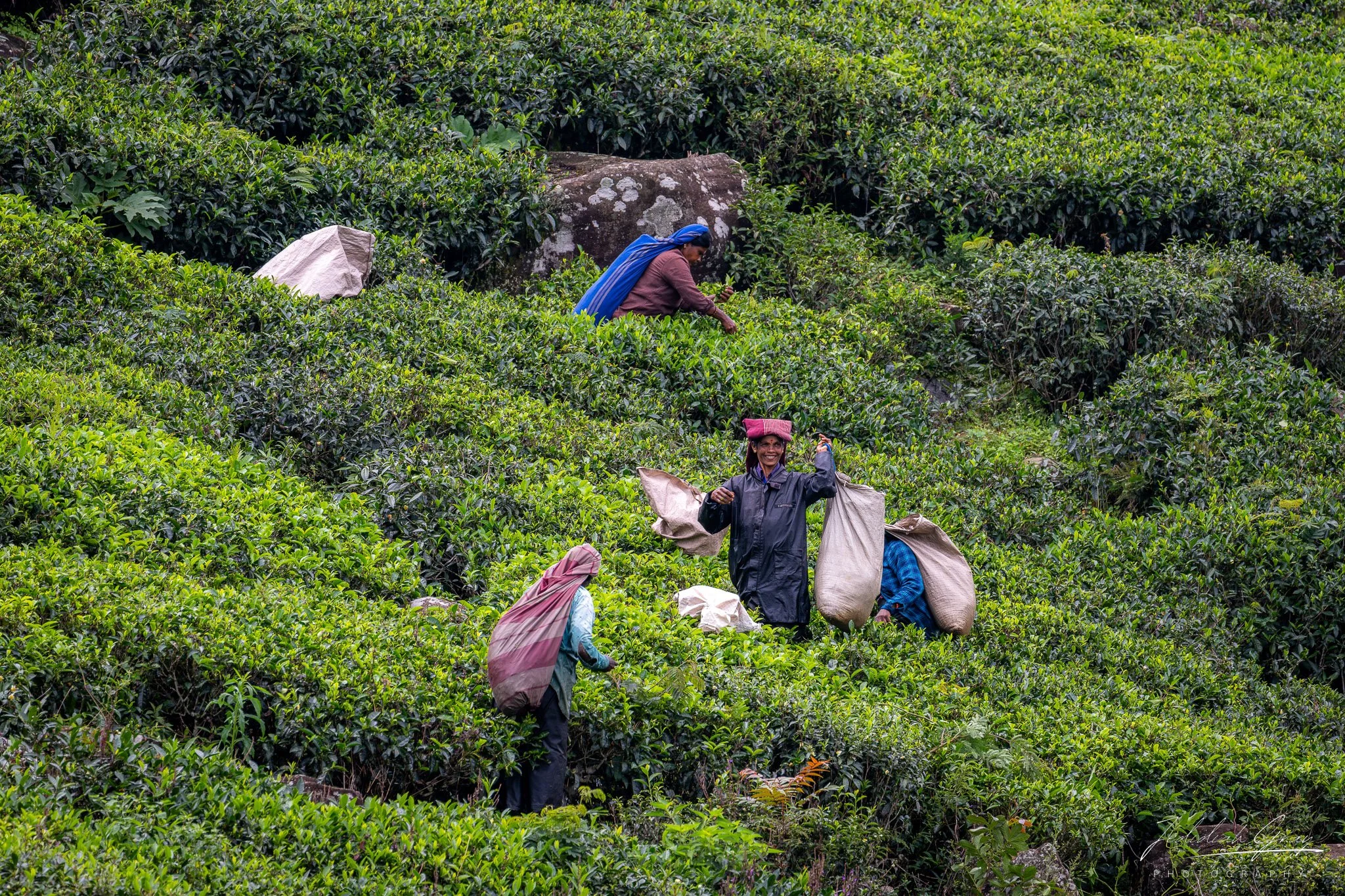 jedidiah-gray_sri-lanka-tea-picker_02.jpg