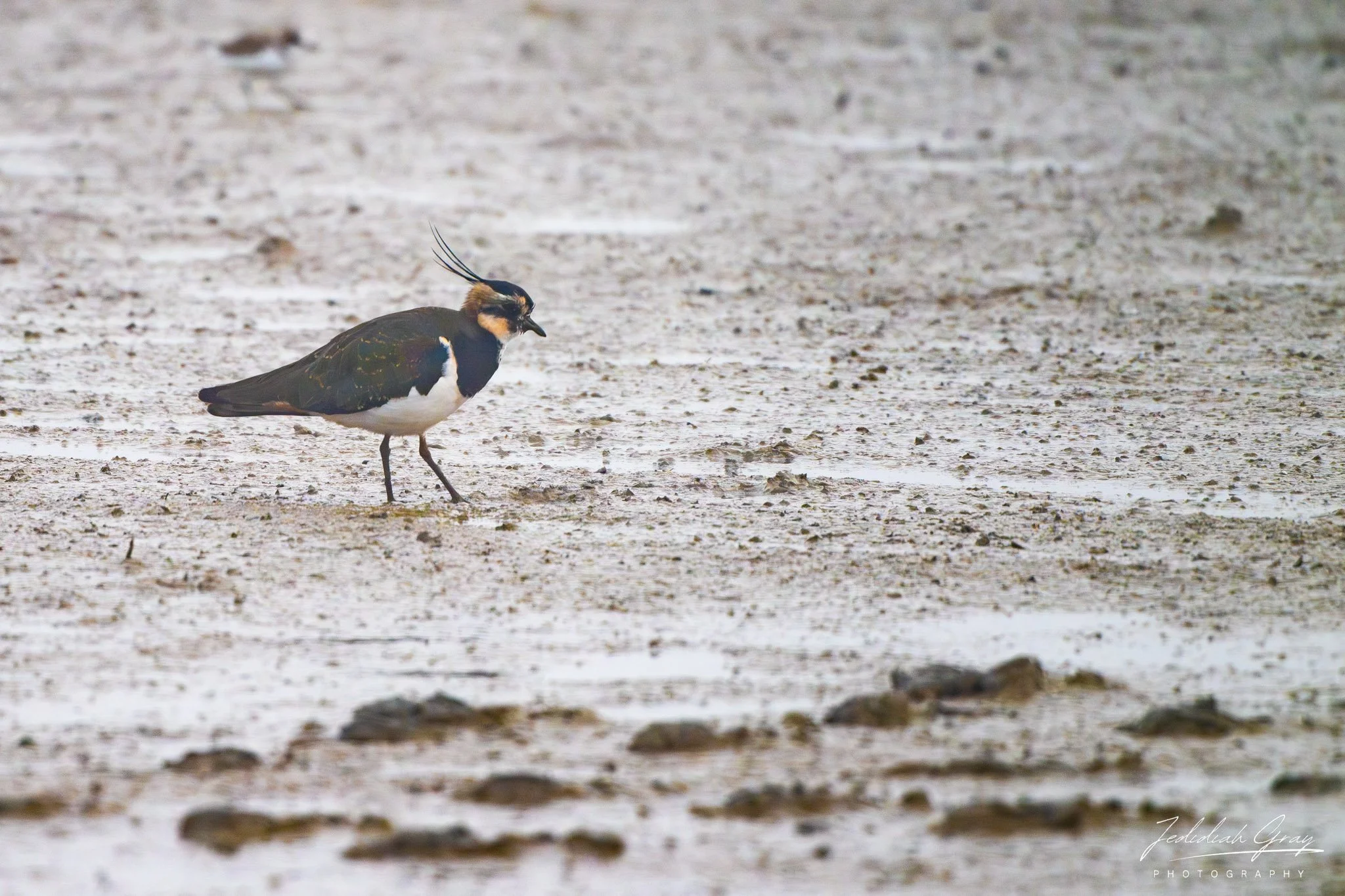 Northern Lapwing, Portugal