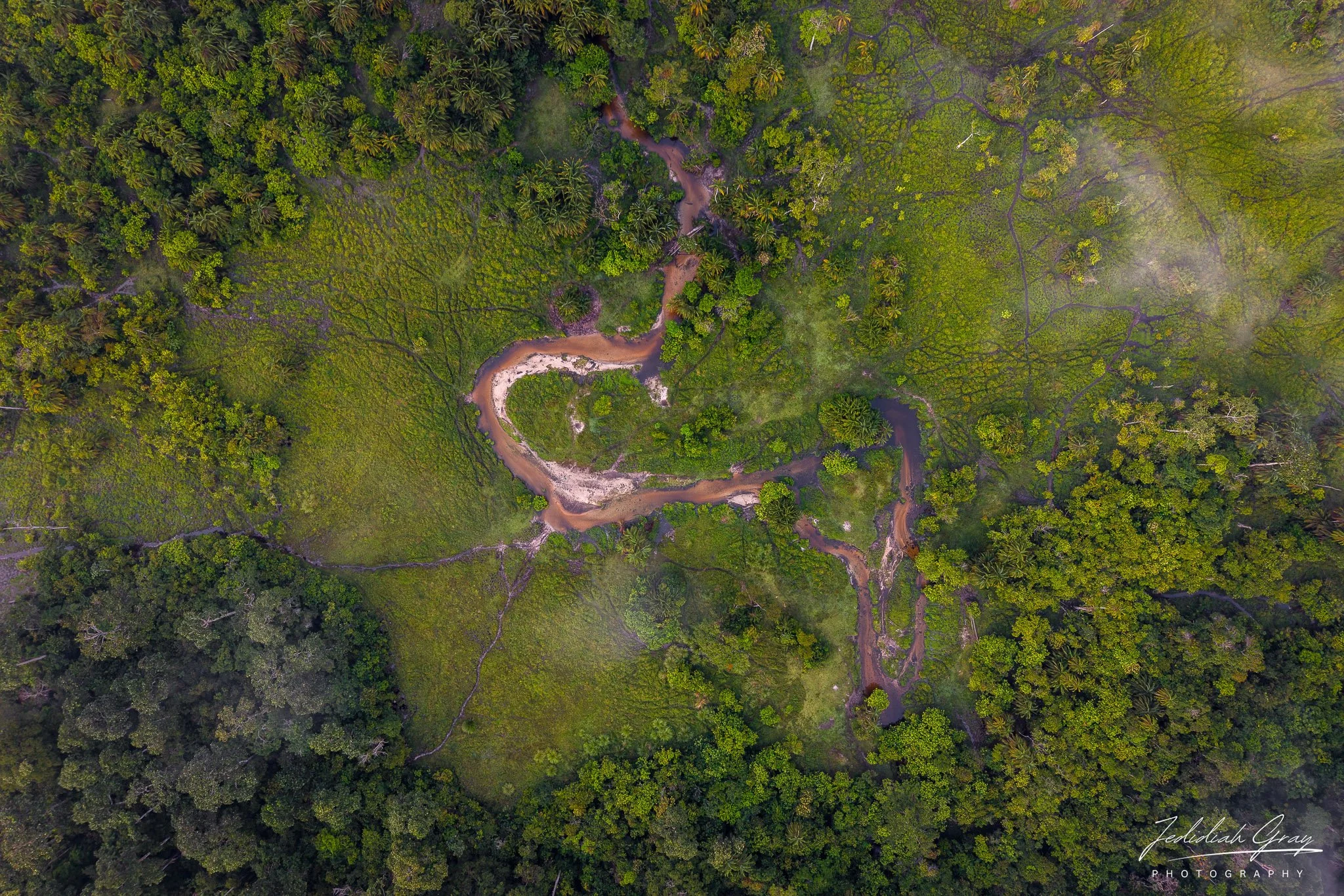 Aerial view of a bai in Odzala-Kokoua National Park