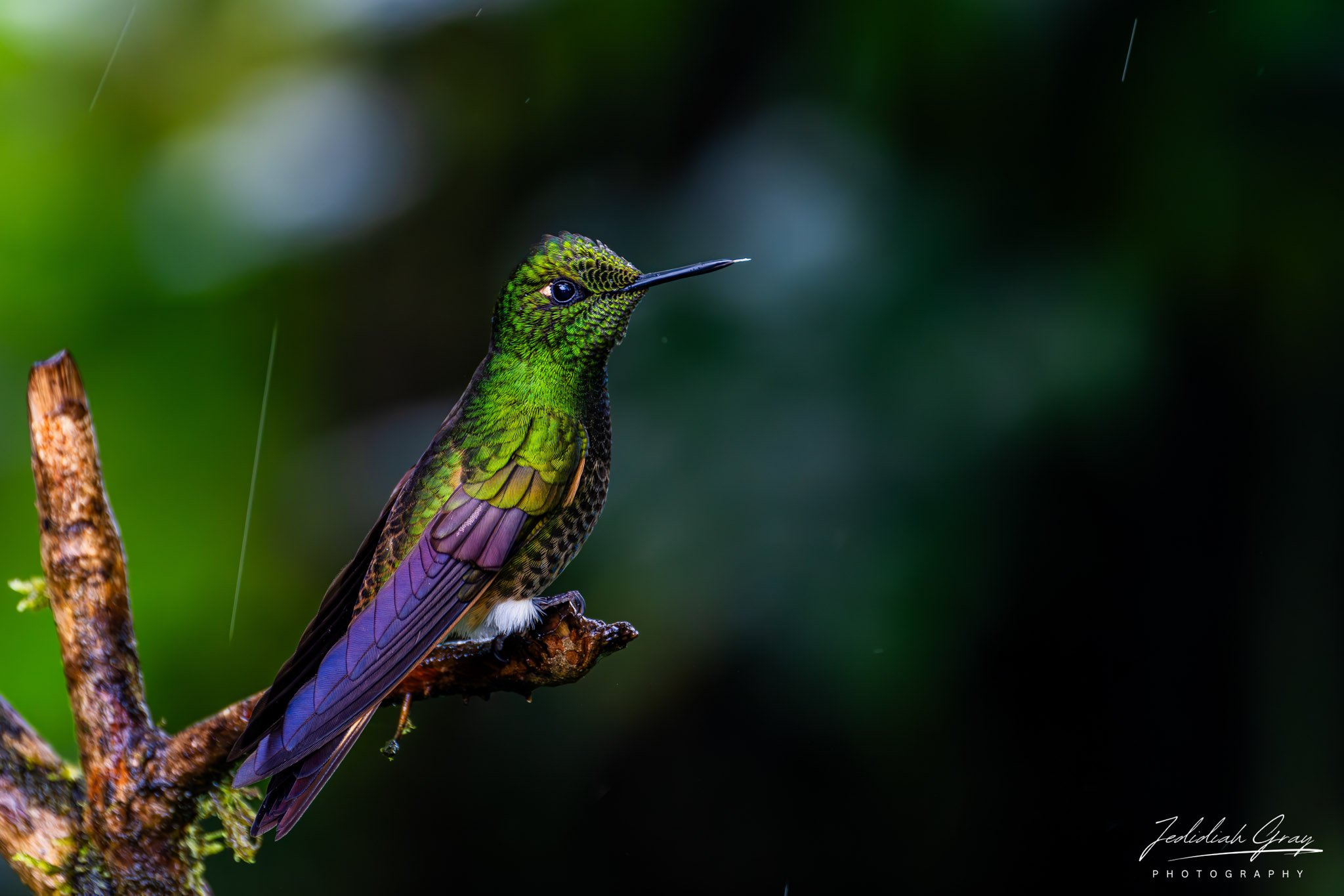 Buff-tailed Coronet, Ecuador