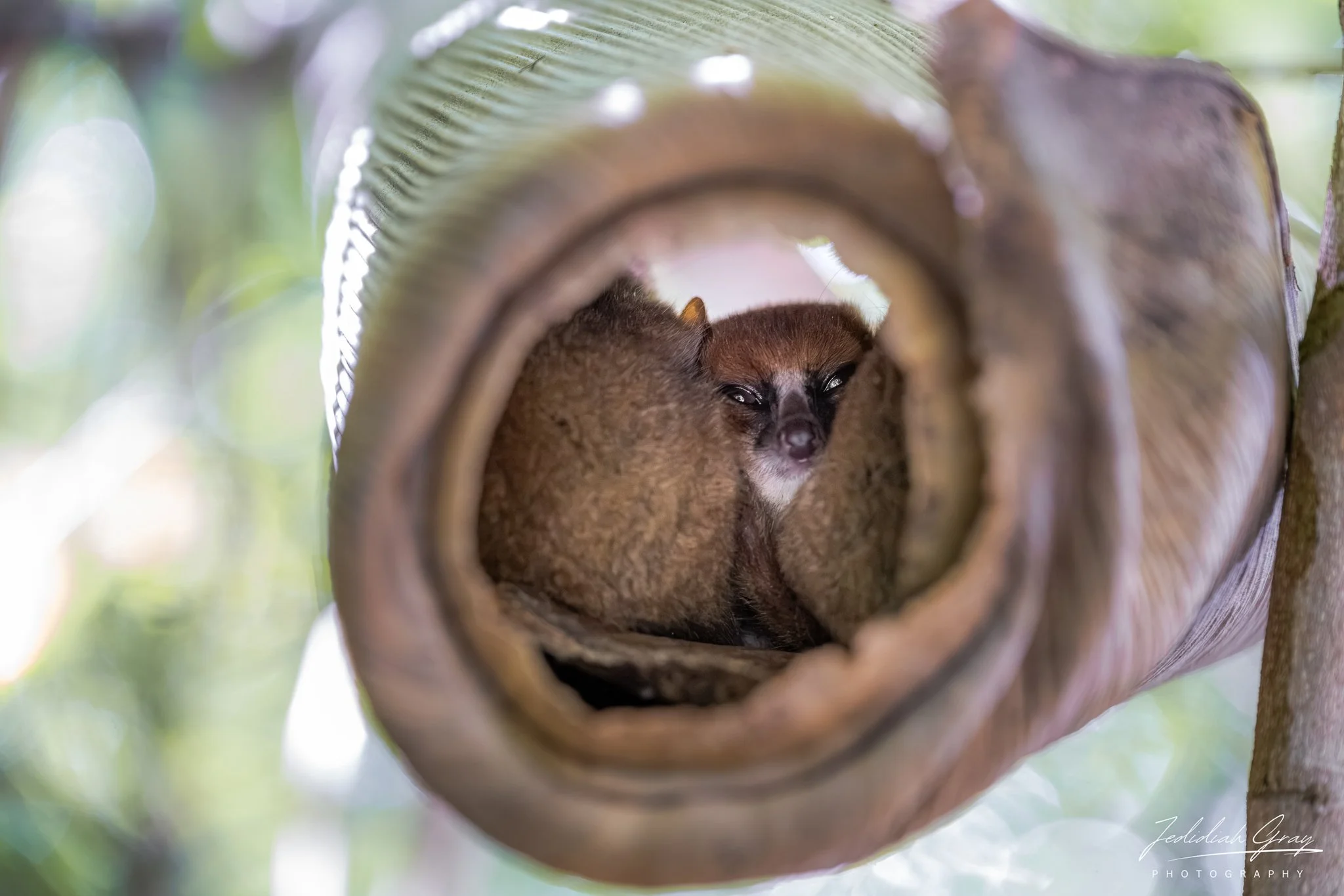 A group of mouse lemurs sleeping in a curled palm leaf