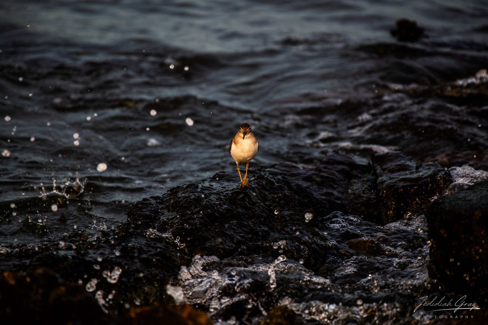 jedidiah-gray_california-spotted-sandpiper_01.jpg
