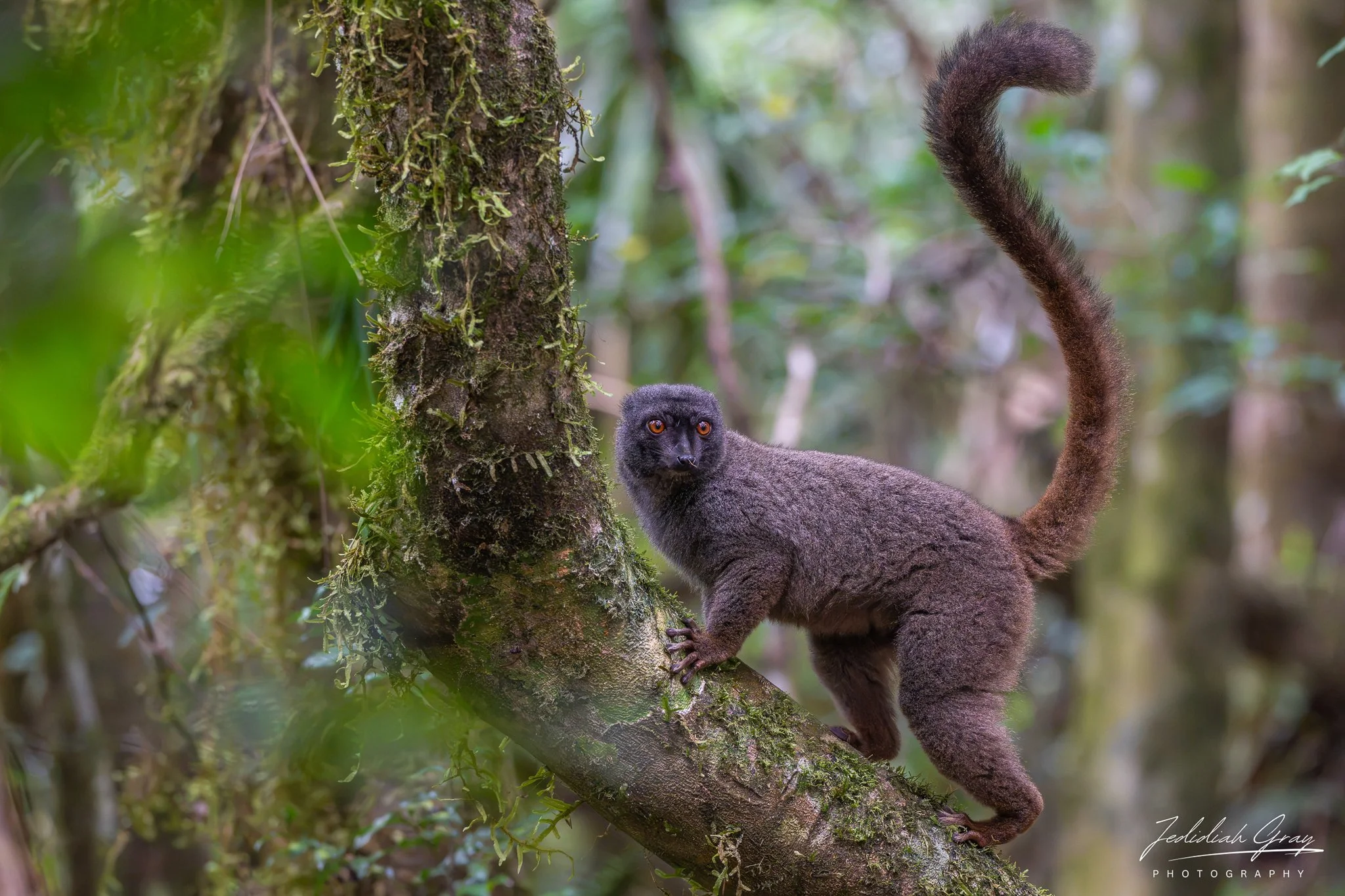 Sanford's Brown Lemur
