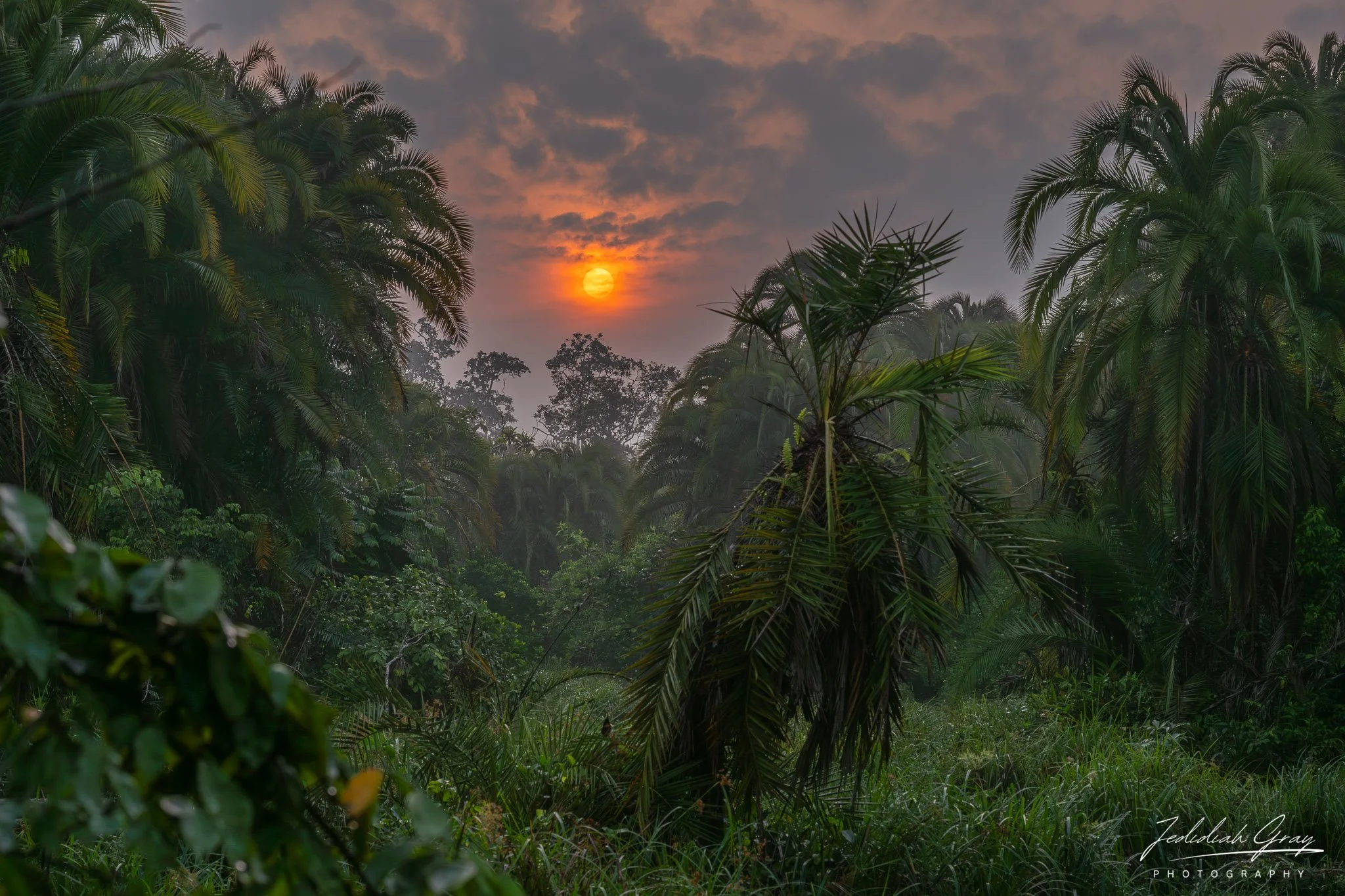 Sunrise over the rainforest in Odzala-Kokoua National Park