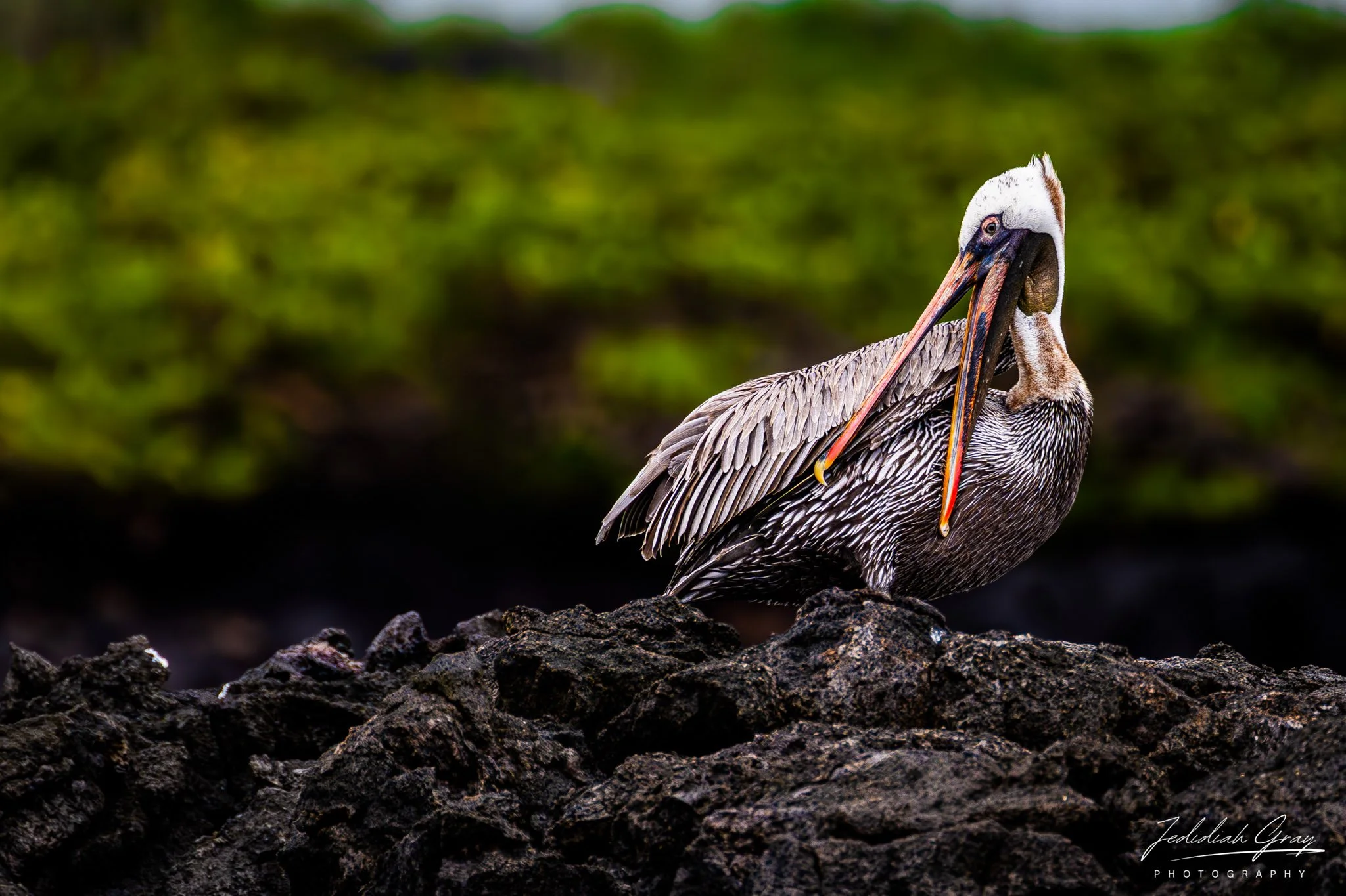 Brown Pelican, Galapagos, Ecuador
