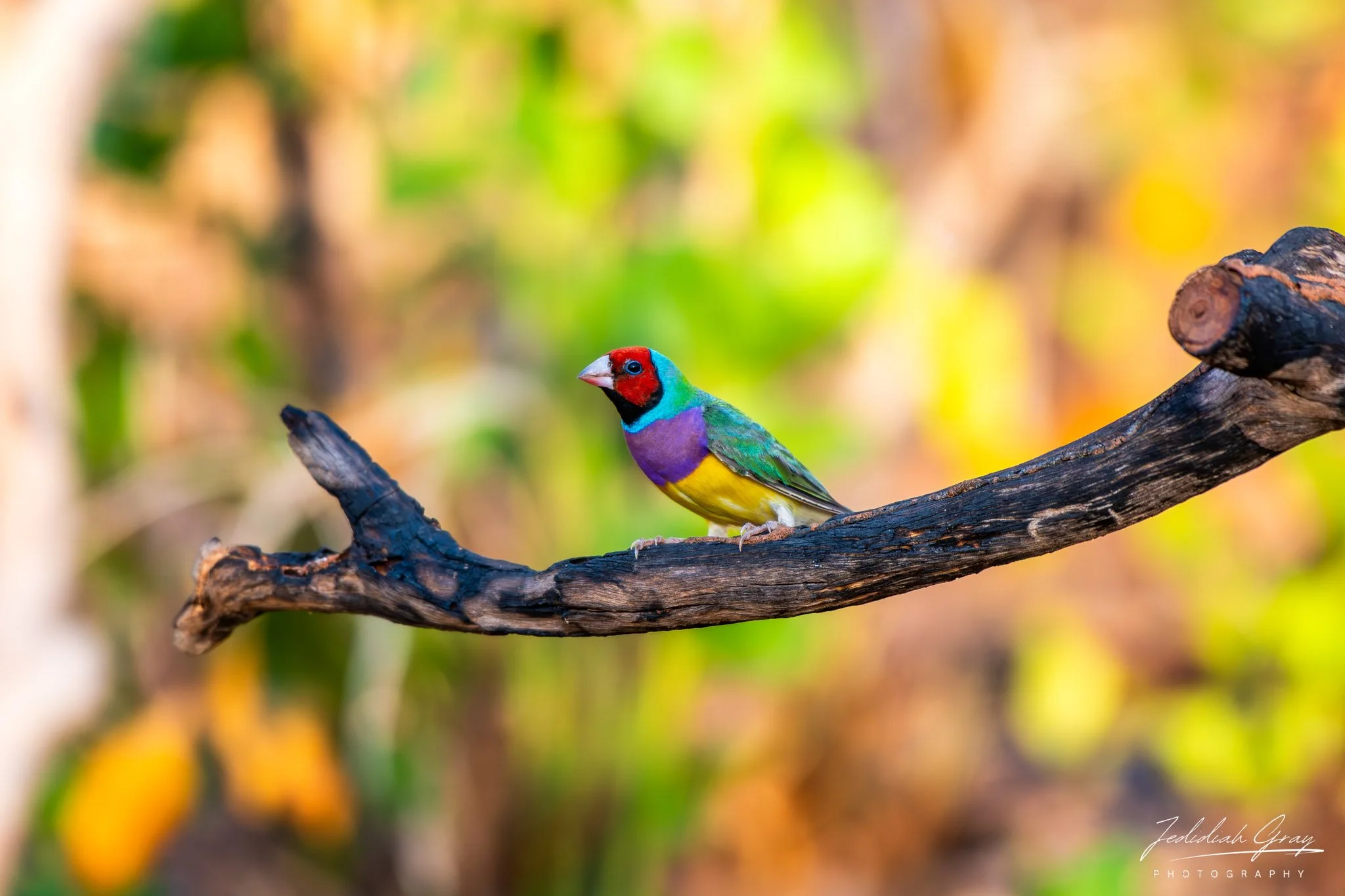 Gouldian Finch, Northern Territory, Australia