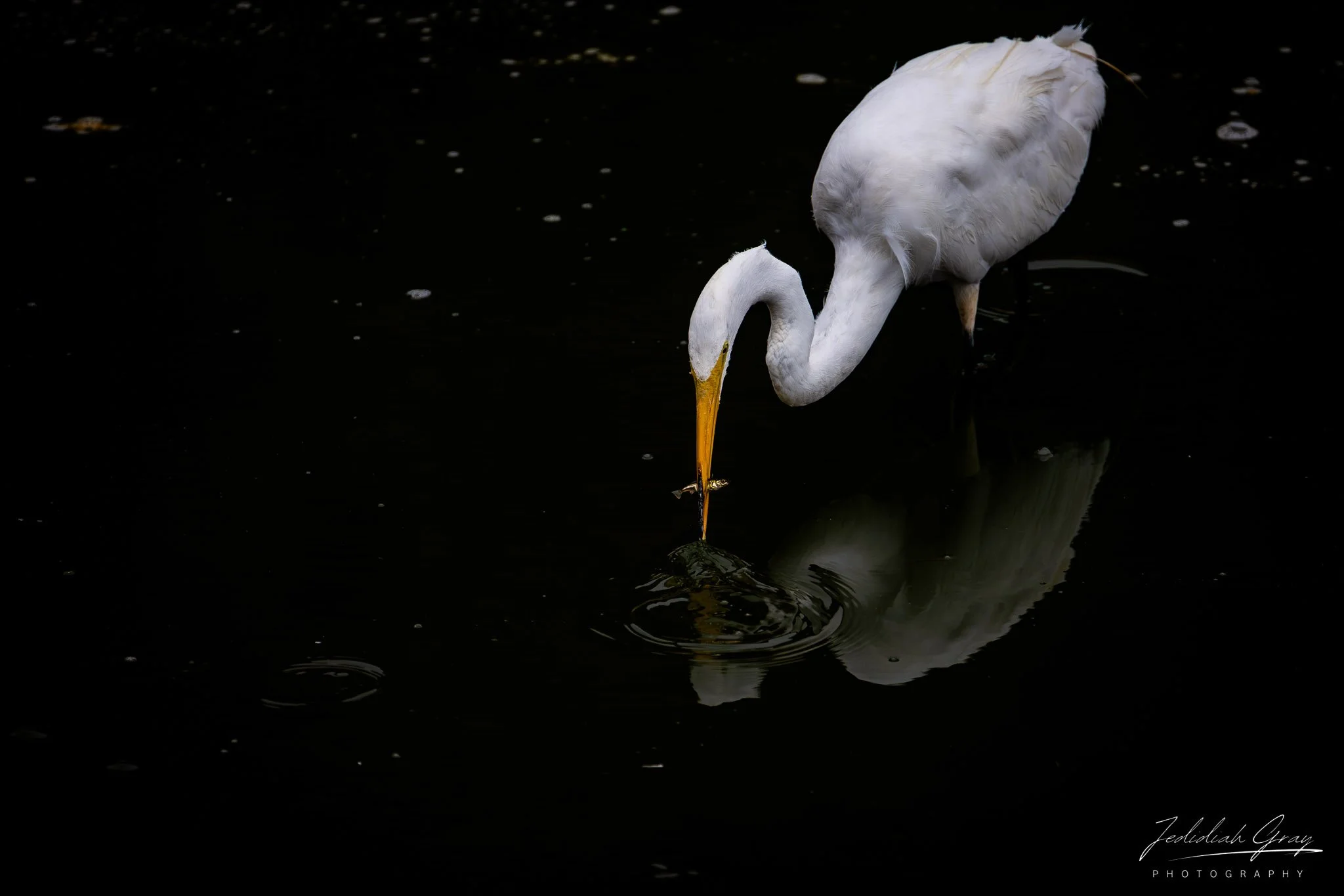 jedidiah-gray_california-great-egret_02.jpg