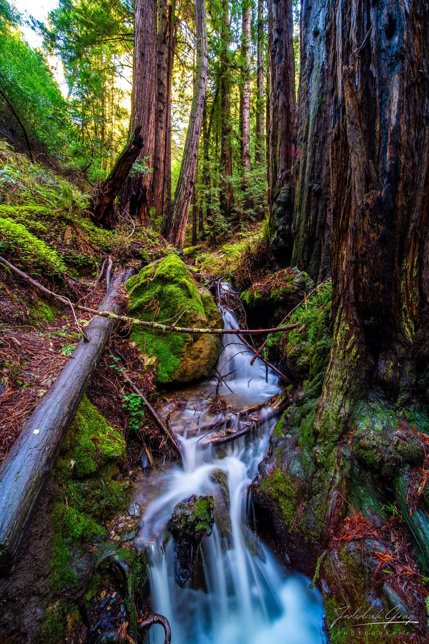 jedidiah-gray_california-muir-woods-nm_01.jpg