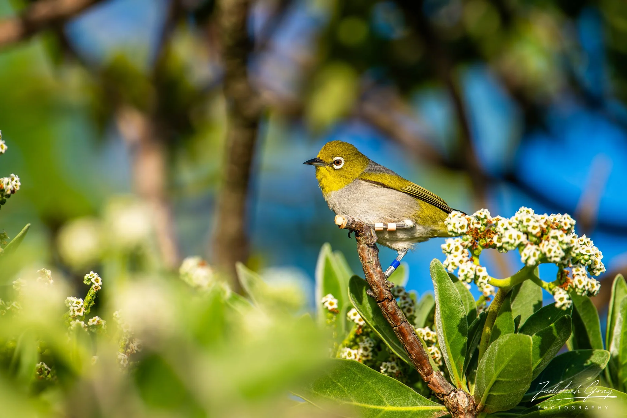 Silvereye, Queensland, Australia