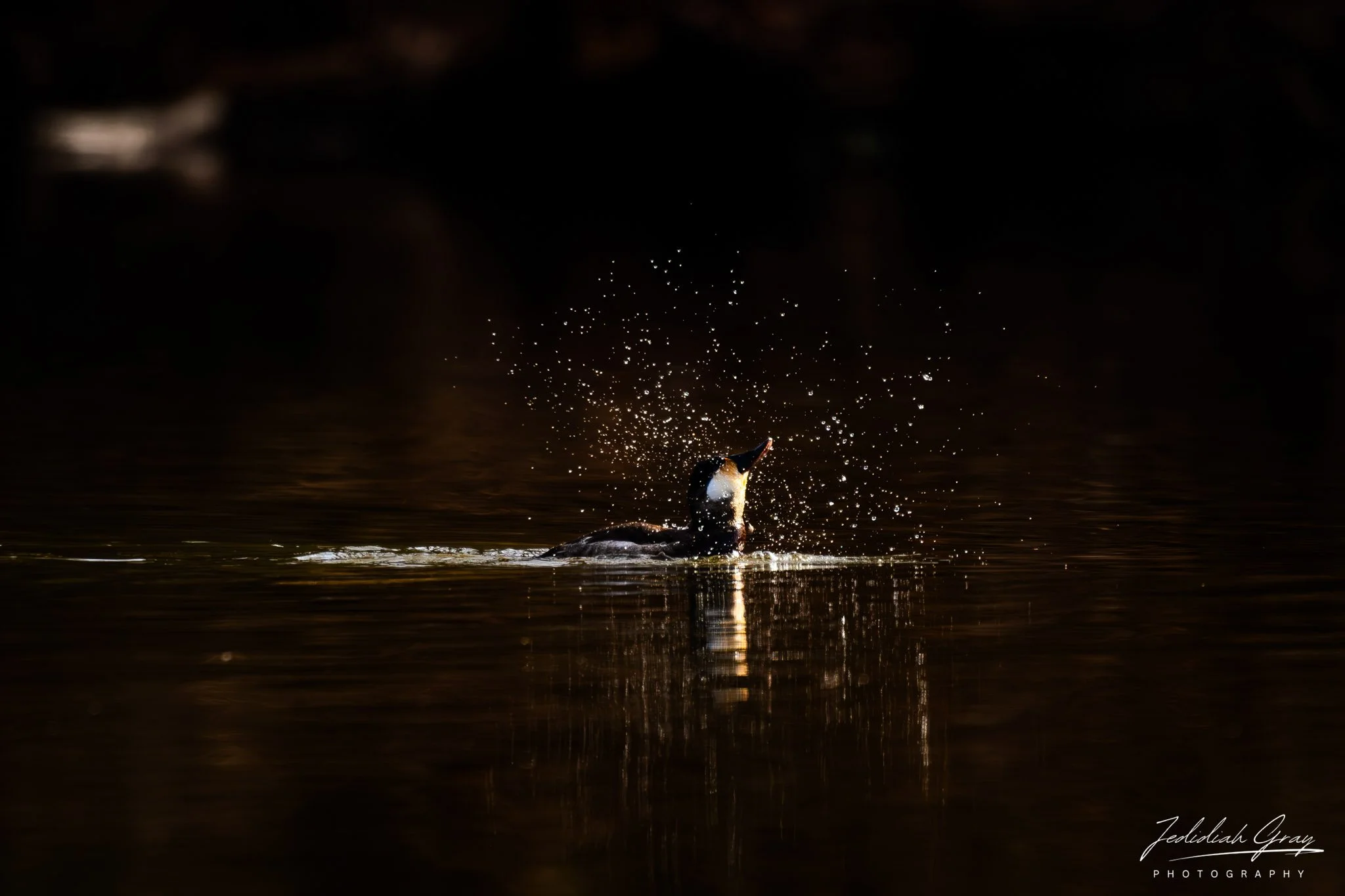 Ruddy Duck, Maryland, USA