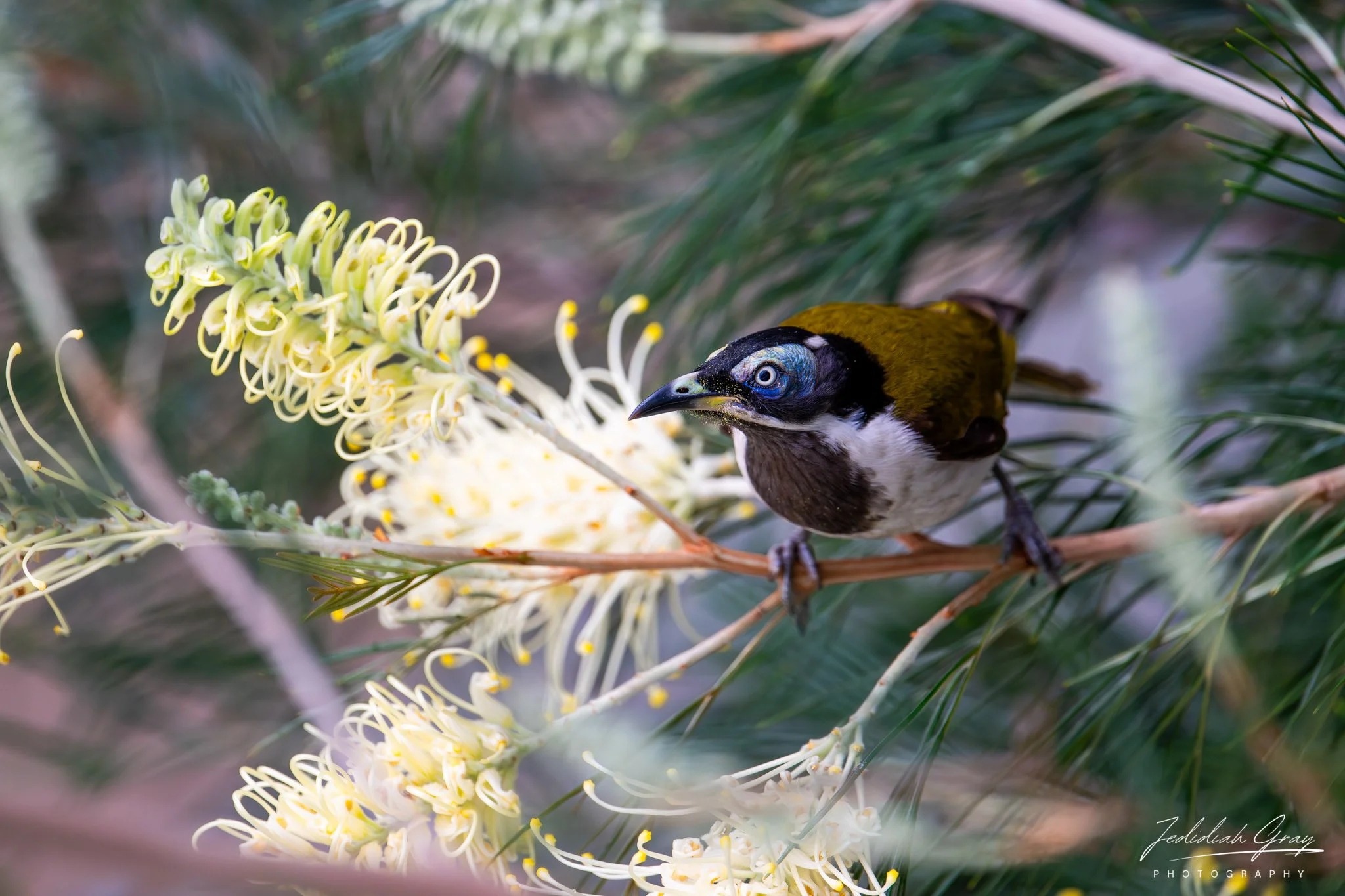 Blue-faced Honeyeater, Queensland, Australia