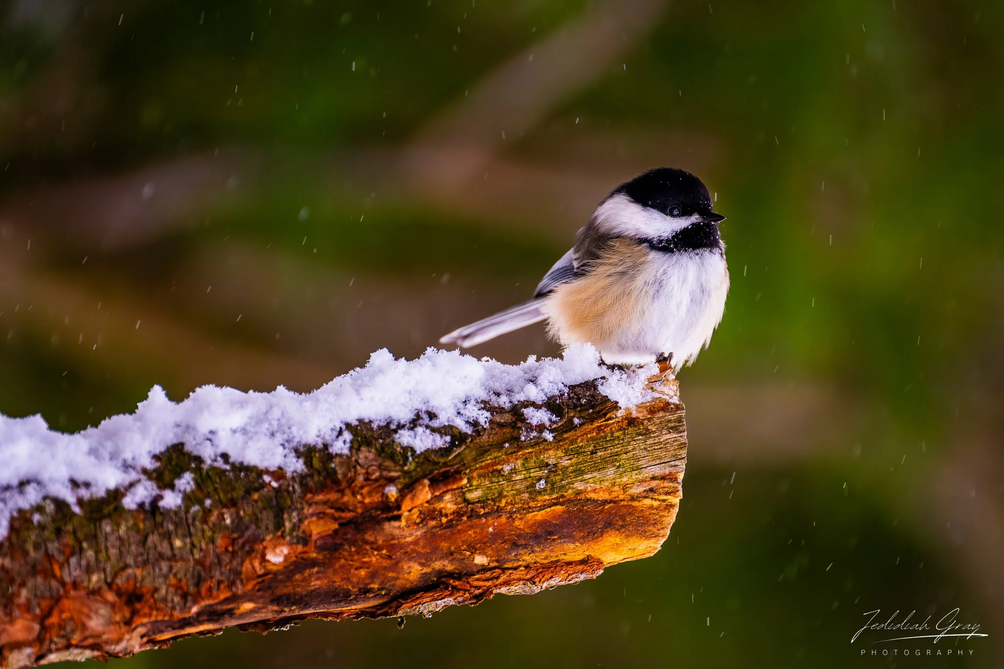 jedidiah-gray_vermont-black-capped-chickadee-snow_01.jpg