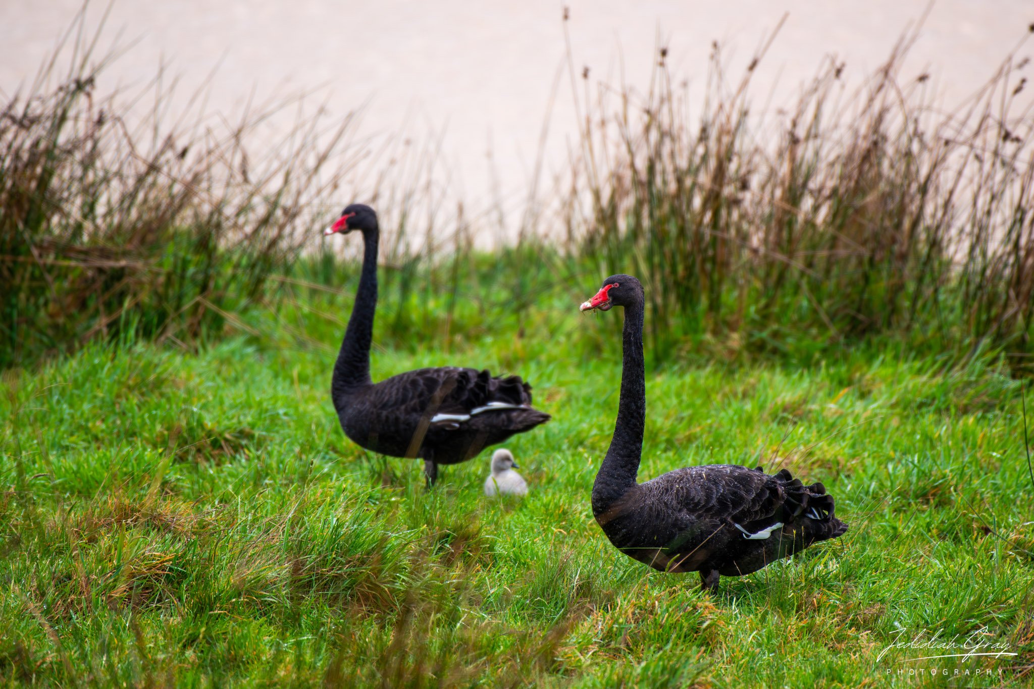 Black Swan, Victoria, Australia