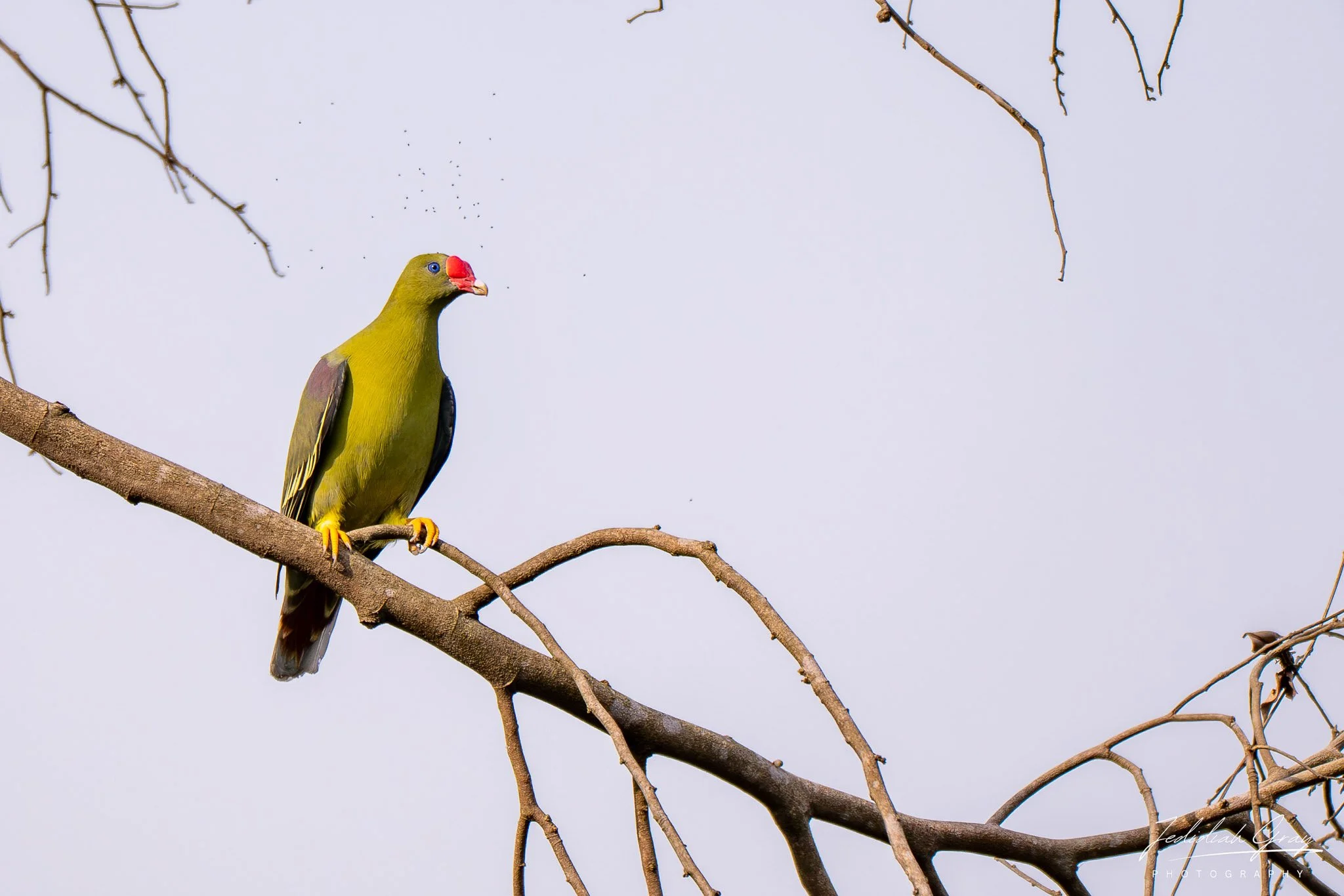 African Green Pigeon