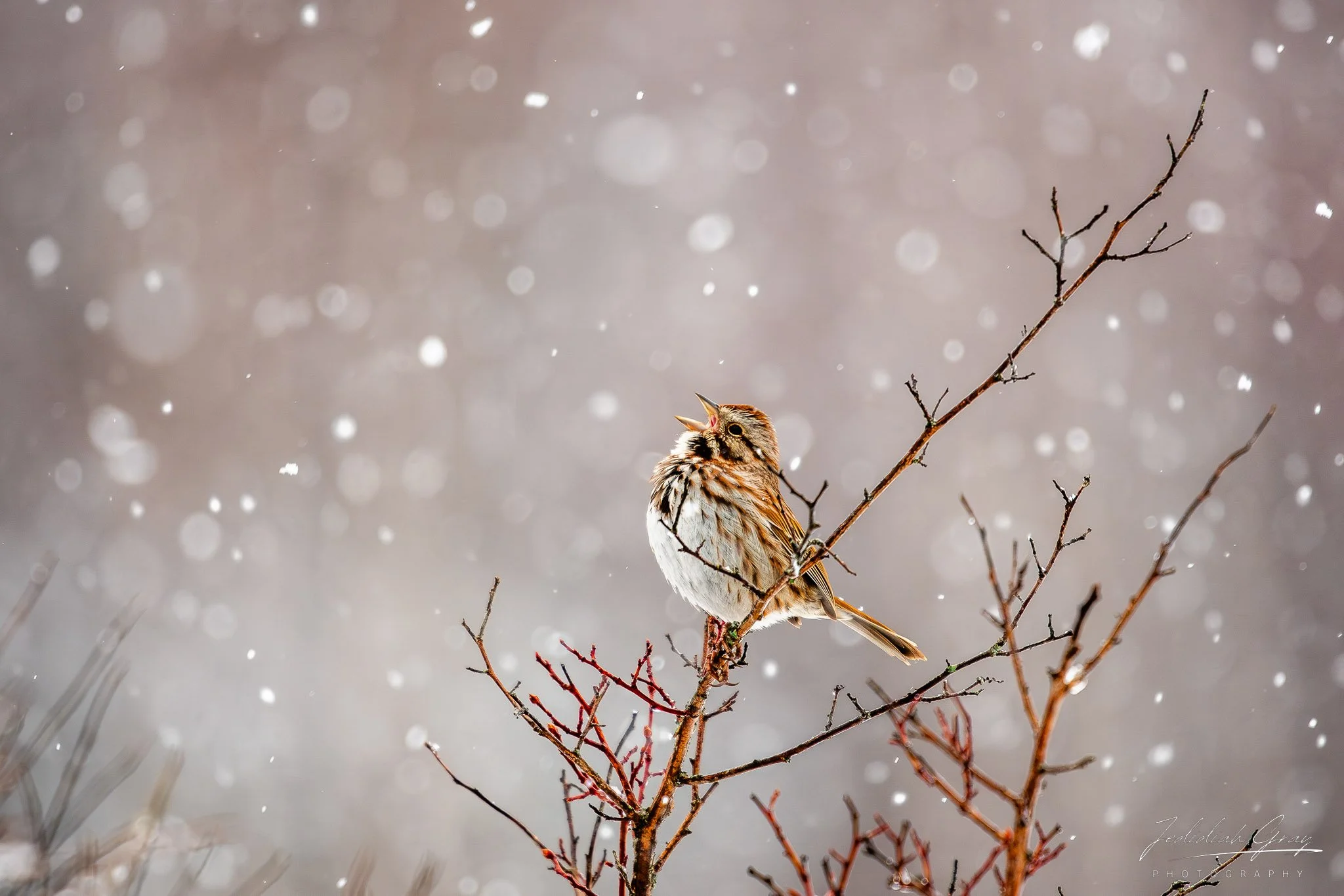 jedidiah-gray_vermont-song-sparrow-sing-snow_01.jpg