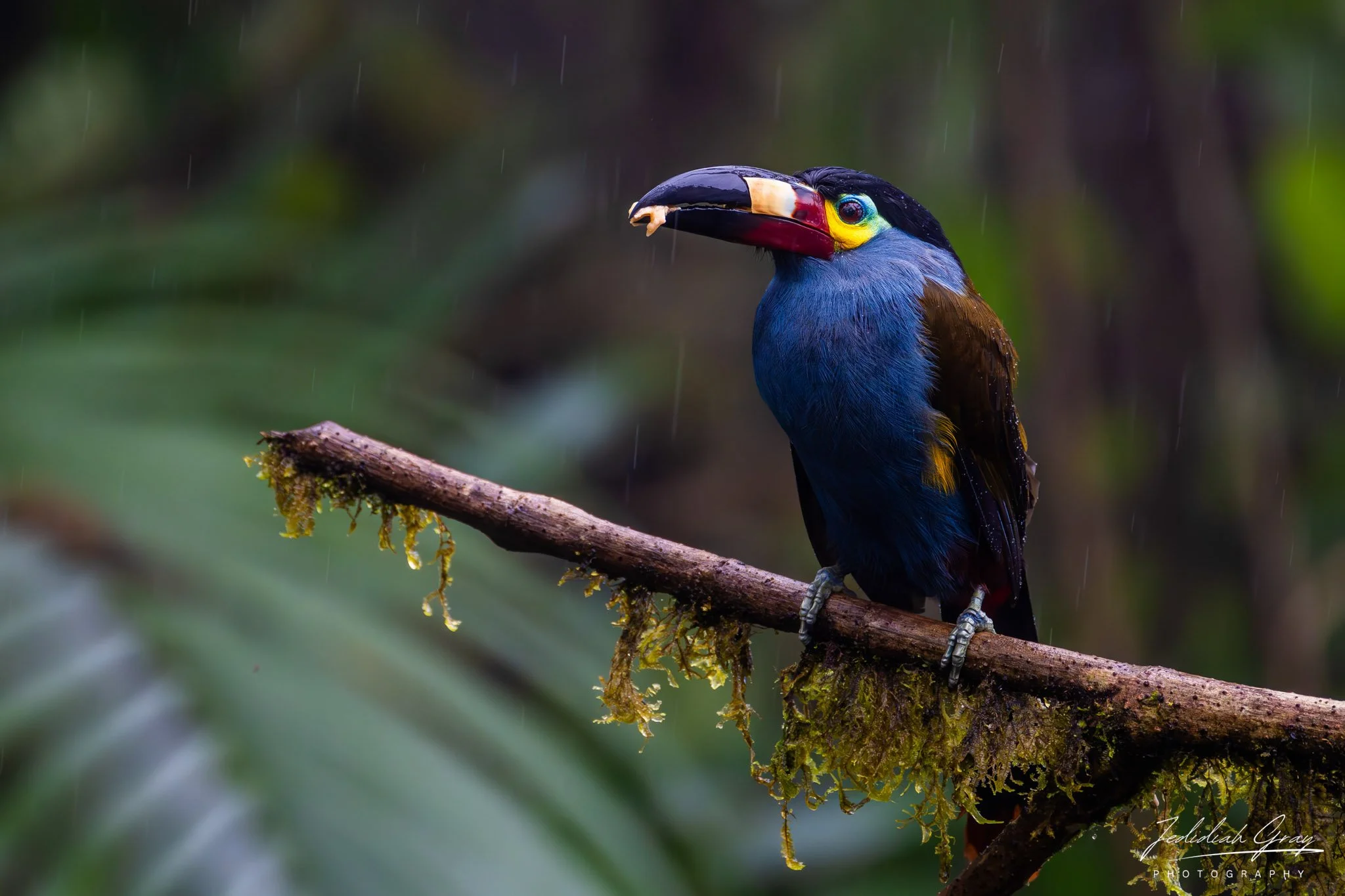 Plate-billed Mountain-Toucan, Ecuador