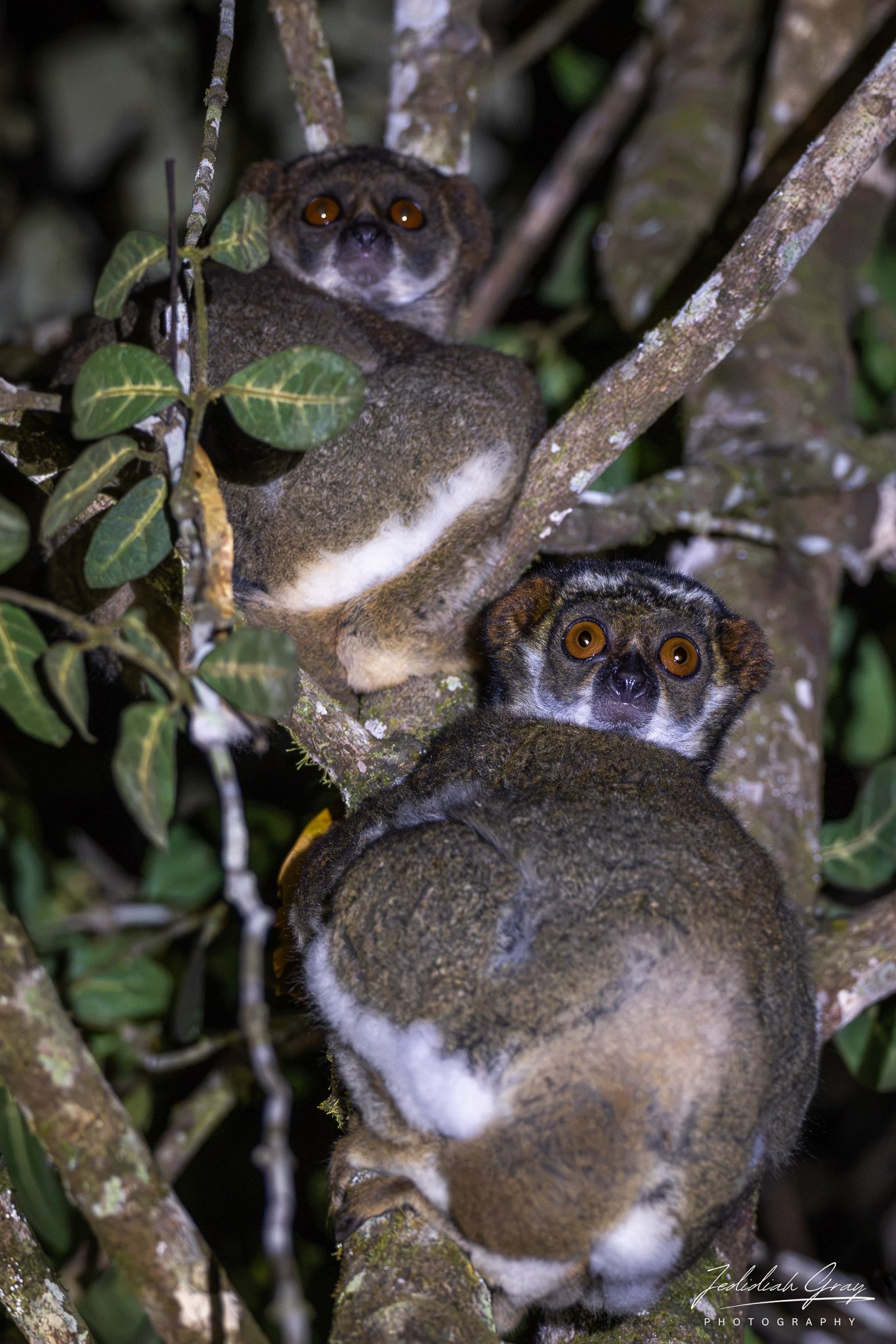 Eastern Wooly Lemurs