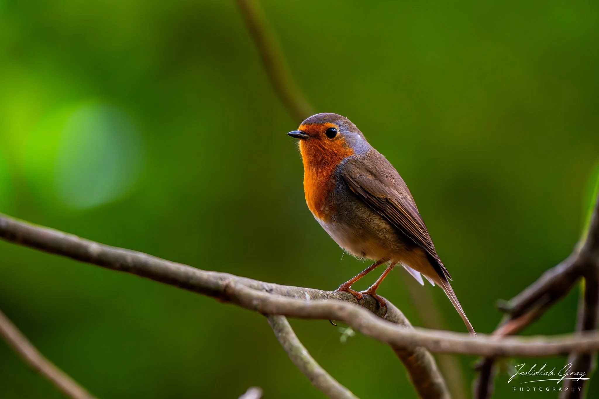 European Robin, Madeira, Portugal