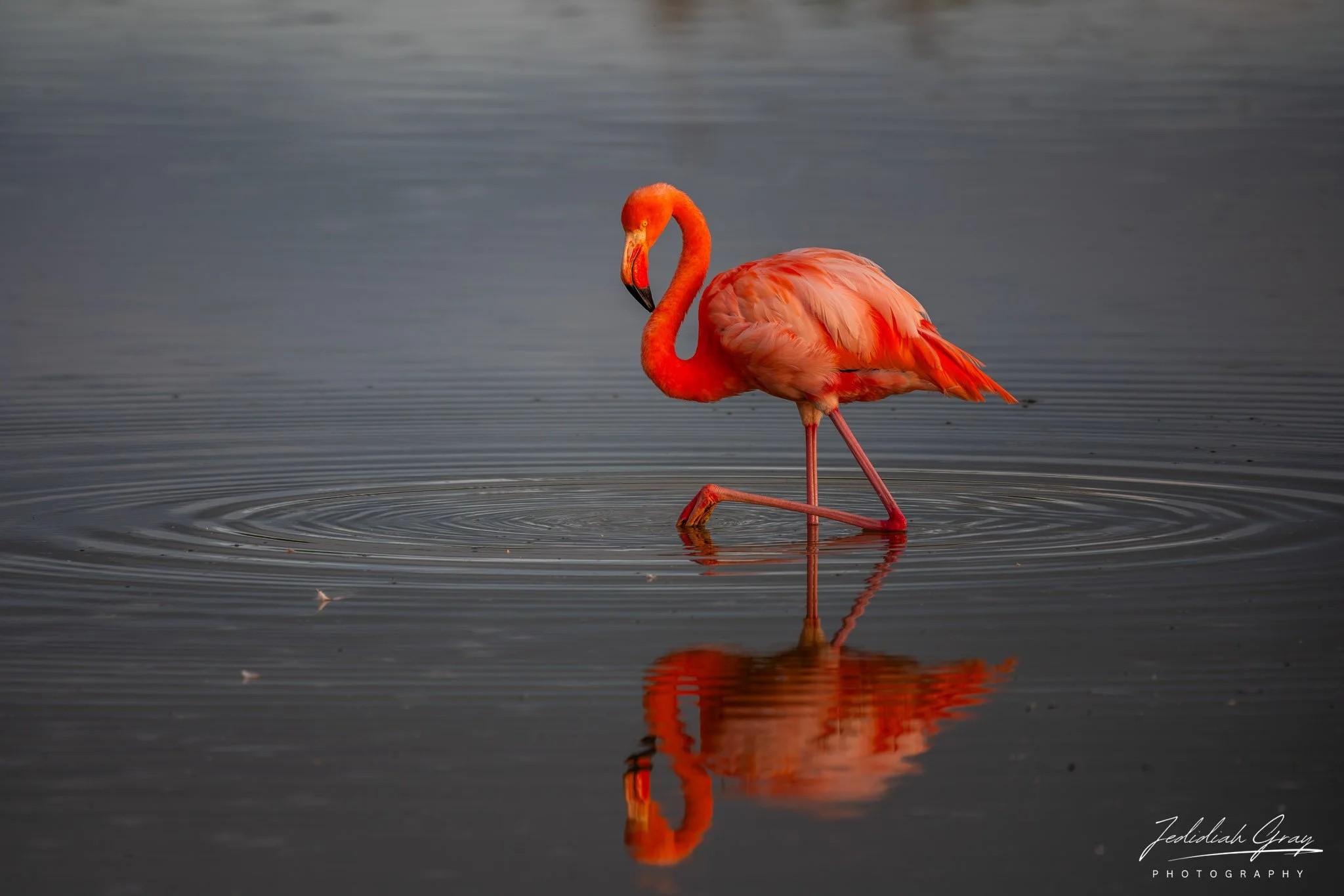 American Flamingo, Galapagos, Ecuador