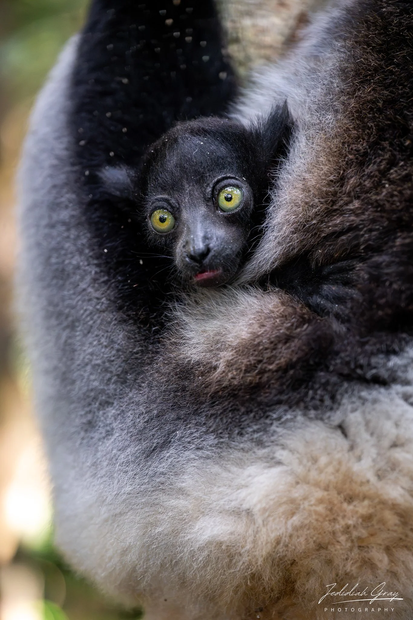 Baby Indri Lemur