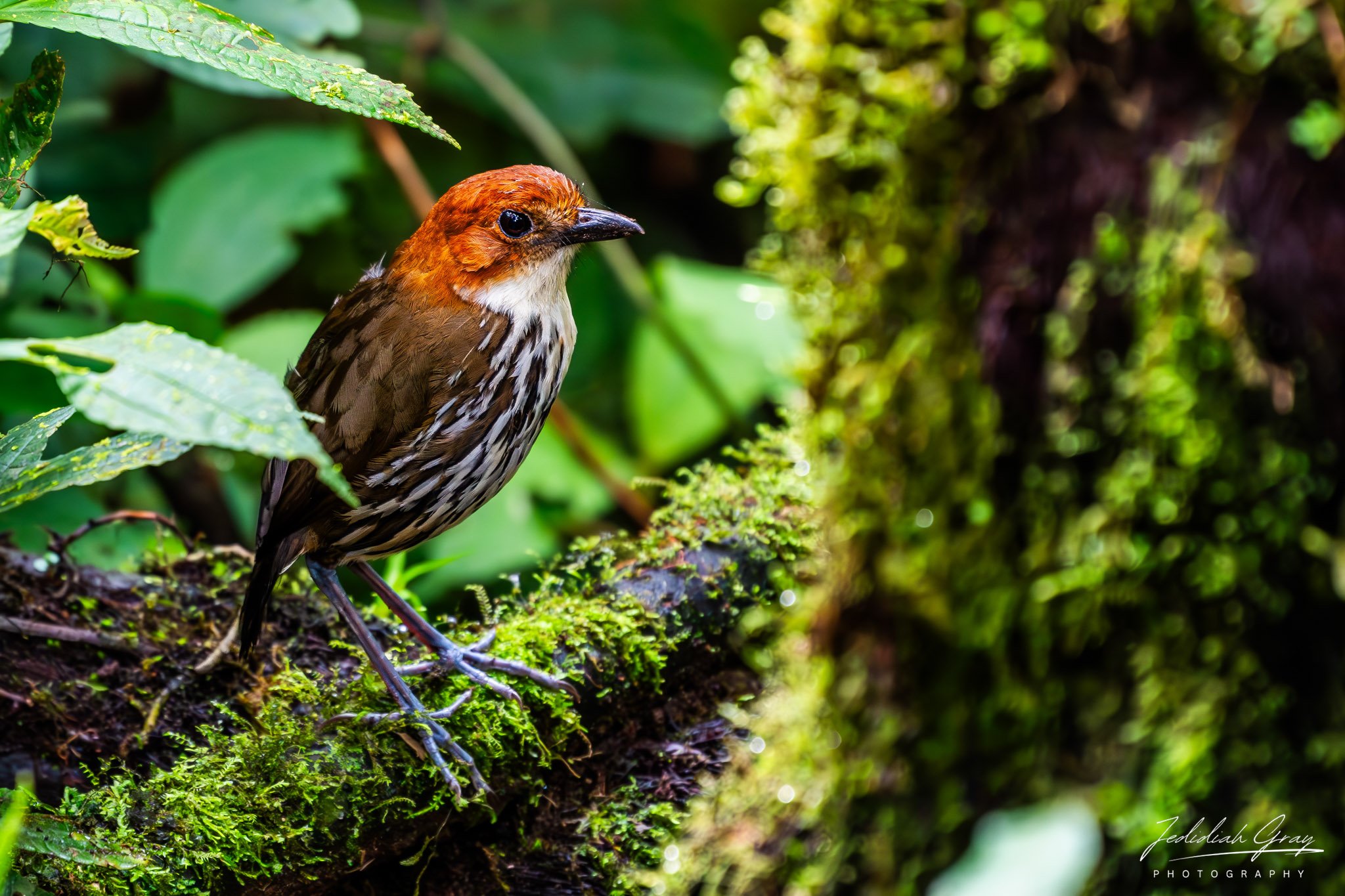 Chestnut-crowned Antpitta, Ecuador
