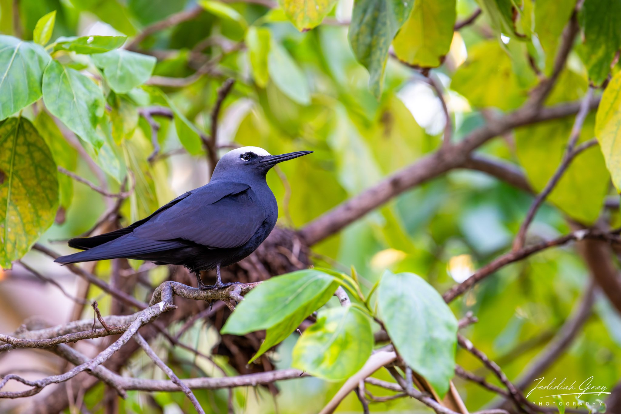 Black Noddy, Queensland, Australia