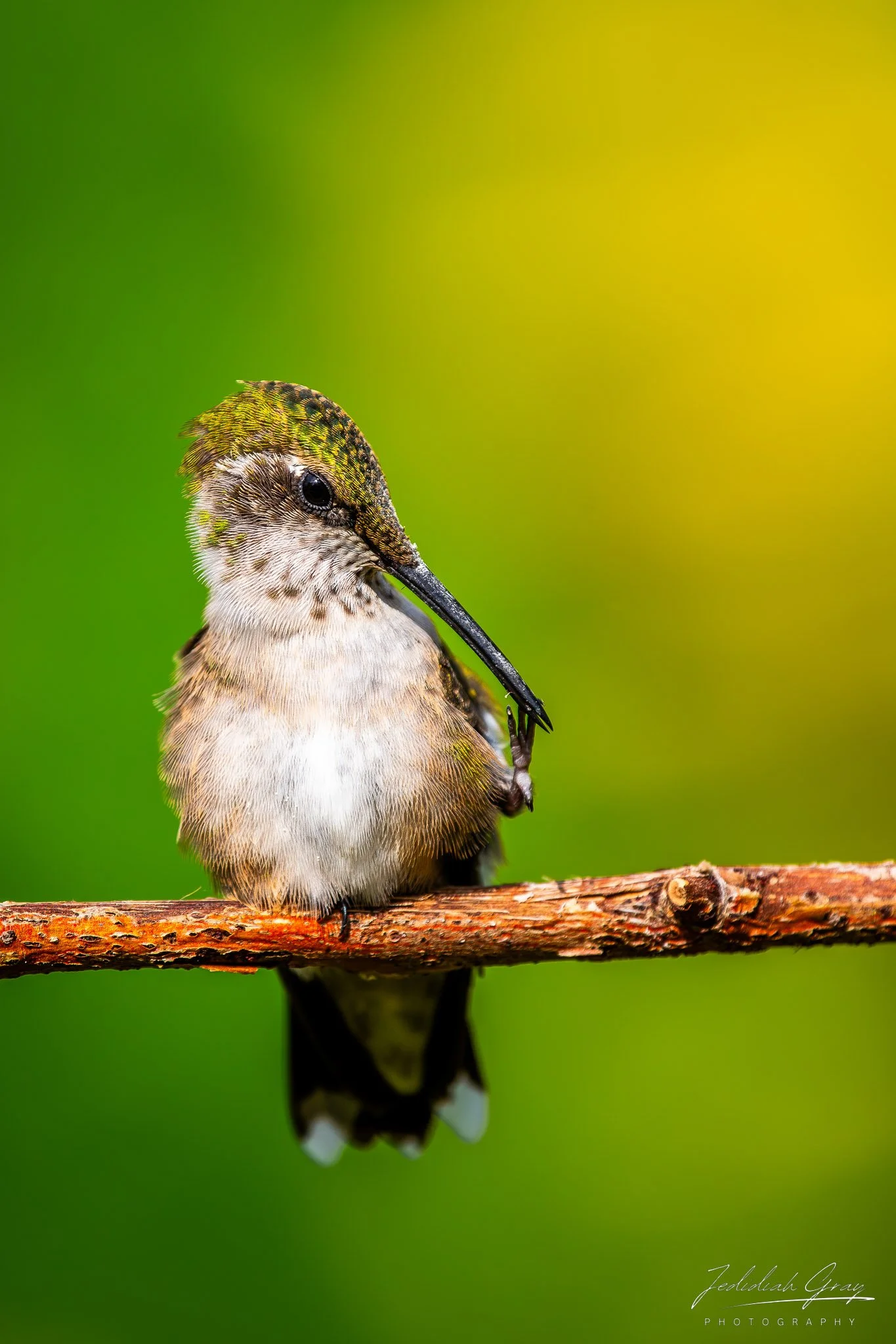 jedidiah-gray_vermont-ruby-throated-hummingbird-preen_01.jpg