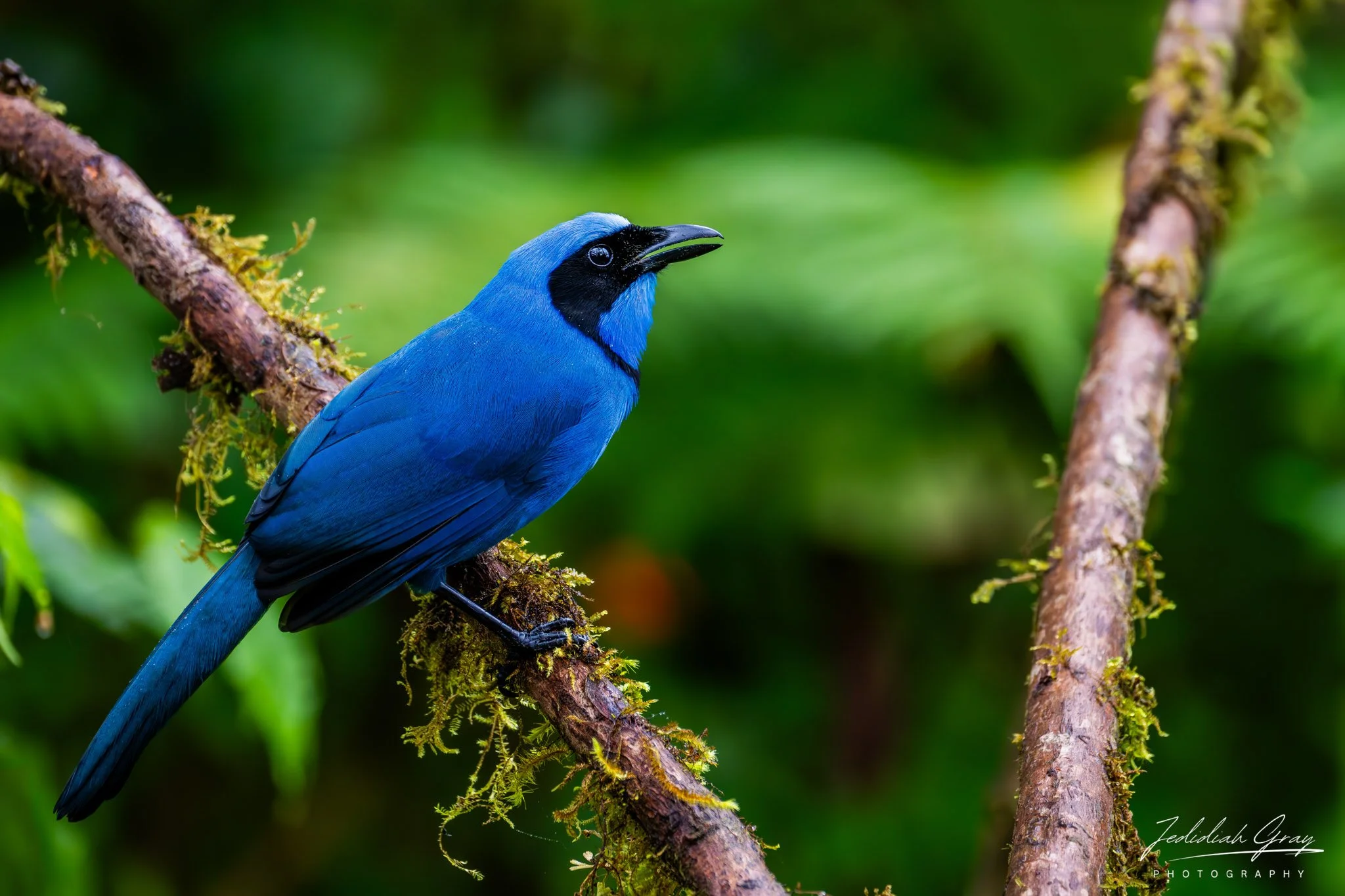 Turquoise Jay, Ecuador