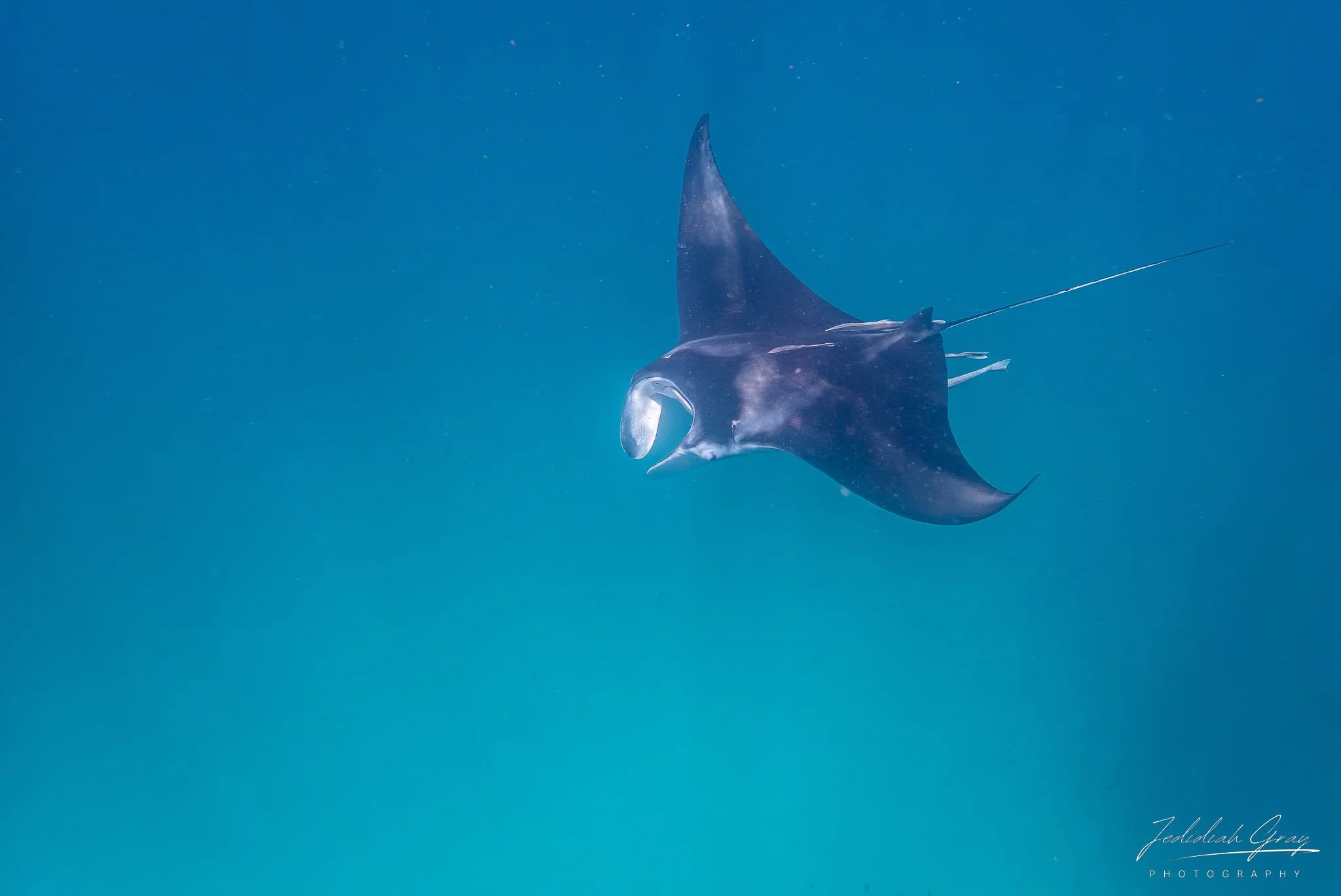 jedidiah-gray_maldives-manta-underwater_02.jpg