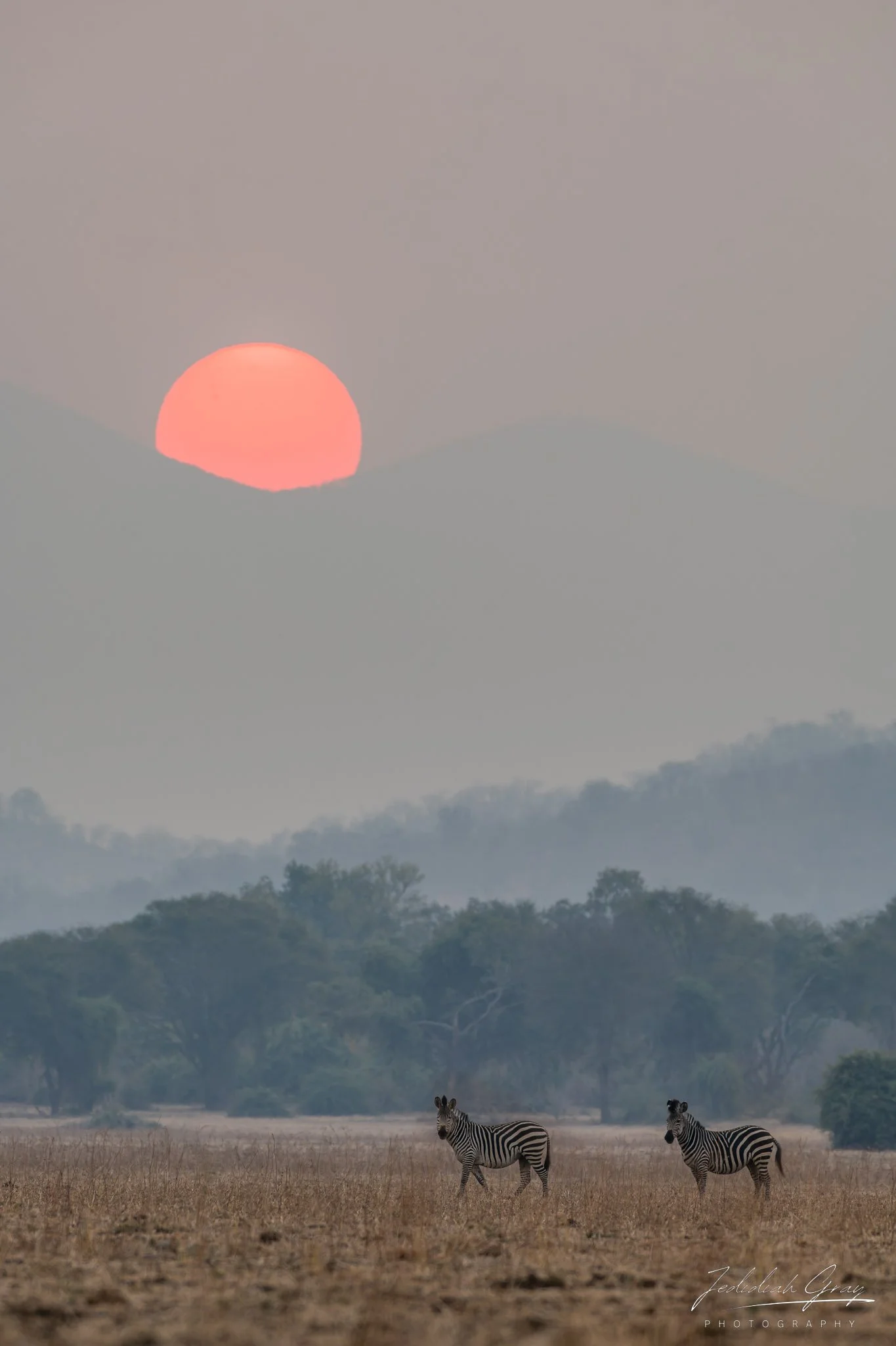 jedidiah-gray_zambia-zebras-sunset_01.jpg